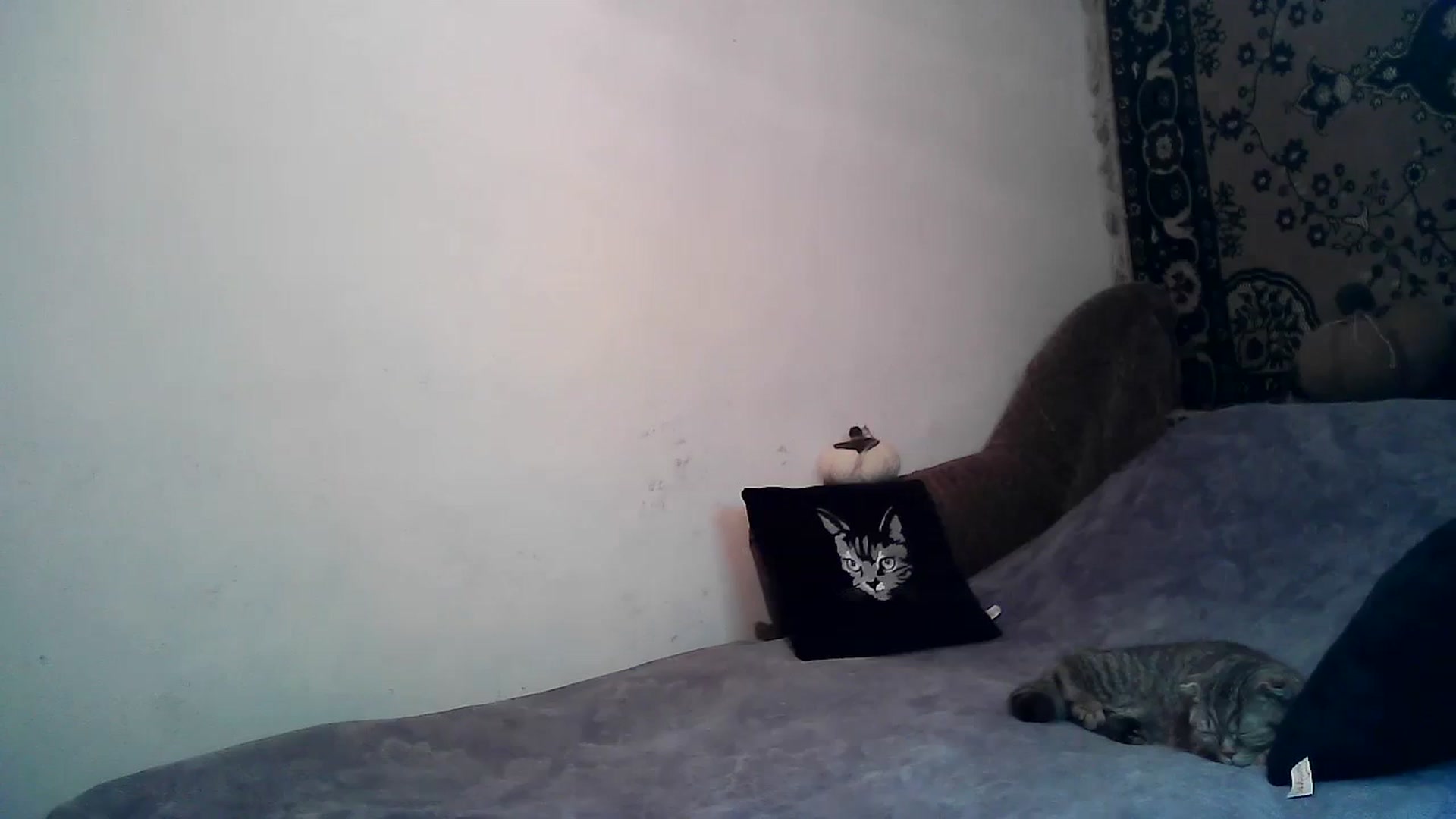 Gallery image thumbnail from LizzaW's myfreecams stream on, 02/17/2024, 17:47 image 16 of 20