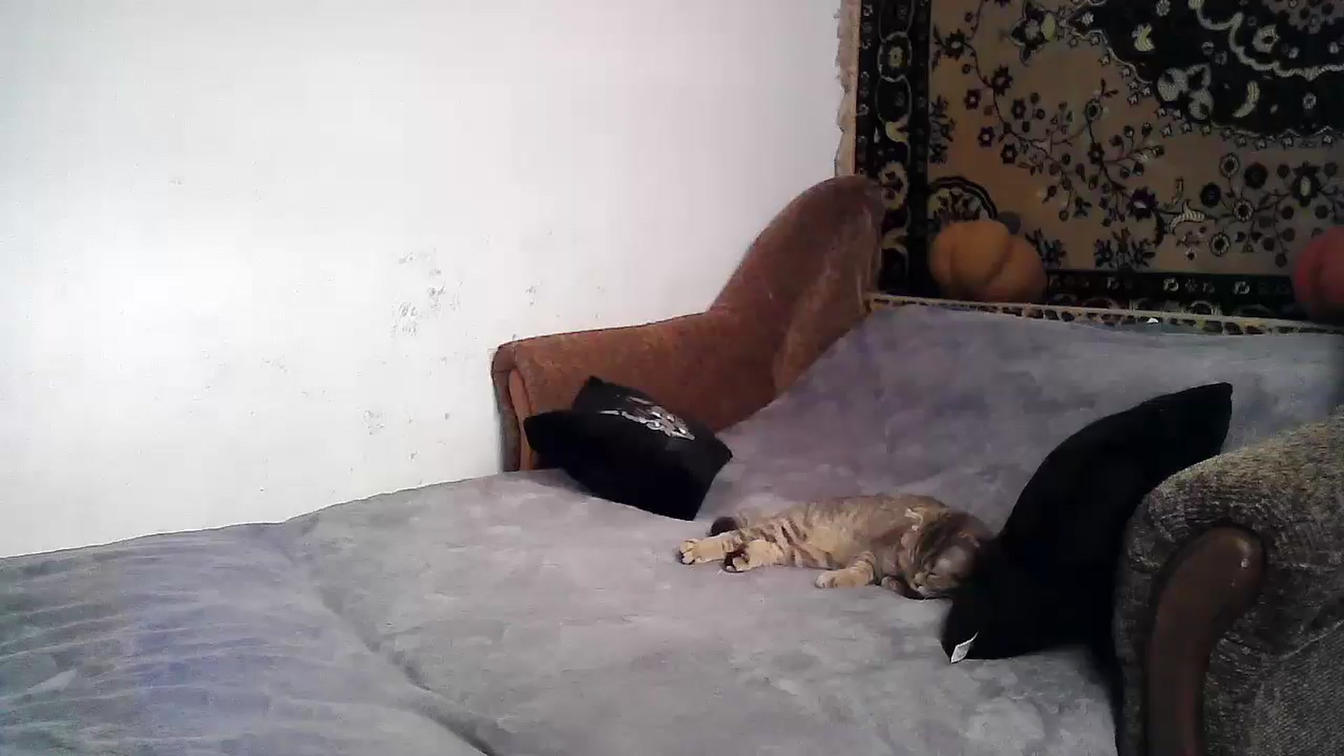 Gallery image thumbnail from LizzaW's myfreecams stream on, 06/12/2024, 16:23 image 4 of 20
