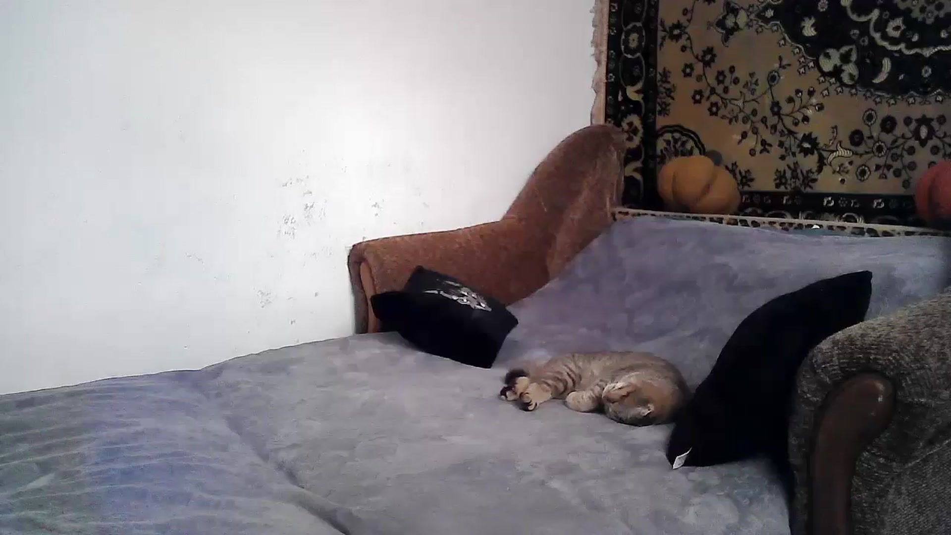Gallery image thumbnail from LizzaW's myfreecams stream on, 06/12/2024, 16:23 image 8 of 20