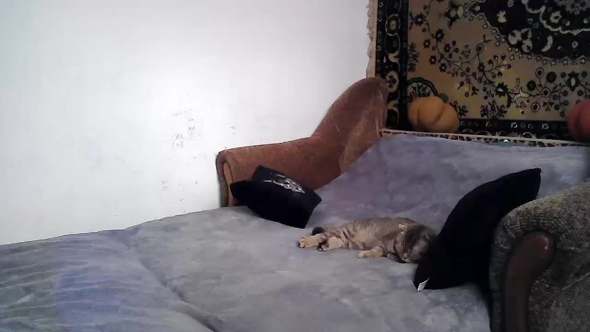 Gallery image thumbnail from LizzaW's myfreecams stream on, 06/12/2024, 16:23 image 7 of 20