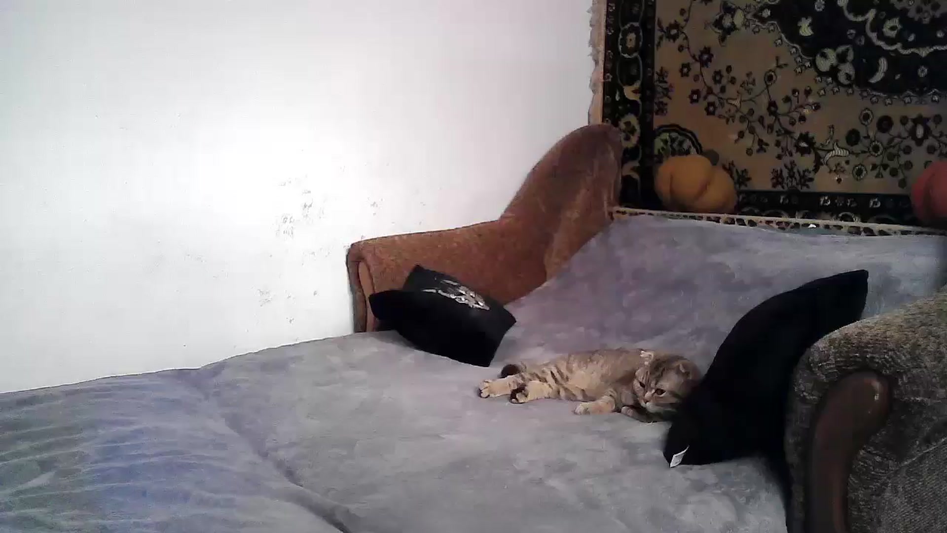 Gallery image thumbnail from LizzaW's myfreecams stream on, 06/12/2024, 16:23 image 5 of 20