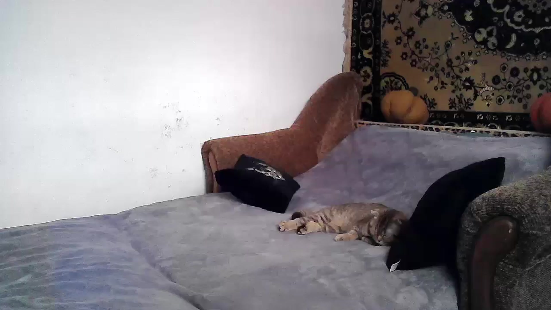 Gallery image thumbnail from LizzaW's myfreecams stream on, 06/12/2024, 16:23 image 6 of 20