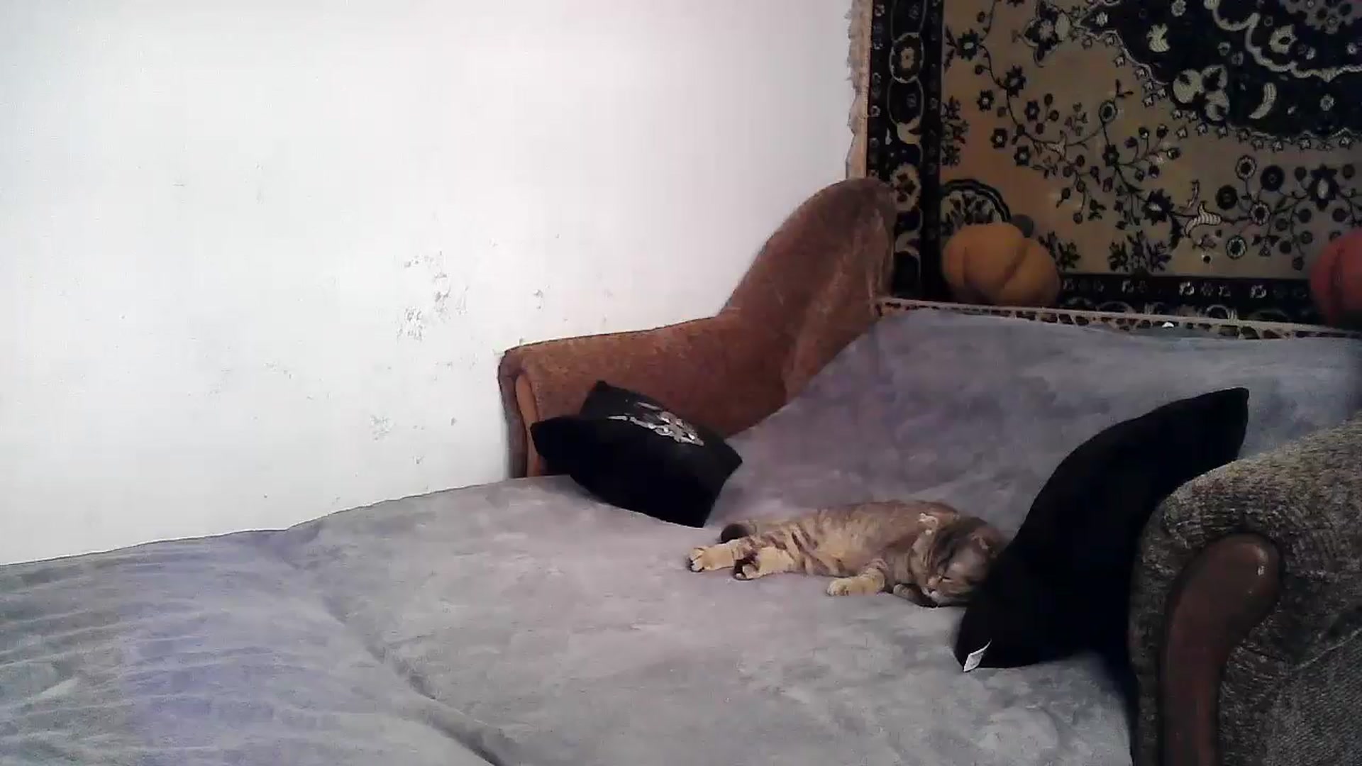 Gallery image thumbnail from LizzaW's myfreecams stream on, 06/12/2024, 16:23 image 3 of 20