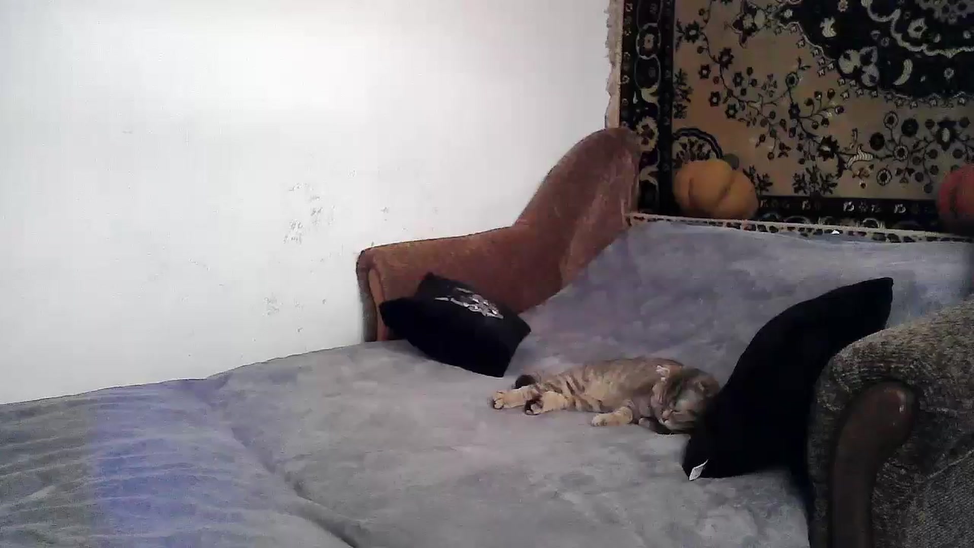 Gallery image thumbnail from LizzaW's myfreecams stream on, 06/12/2024, 16:23 image 1 of 20