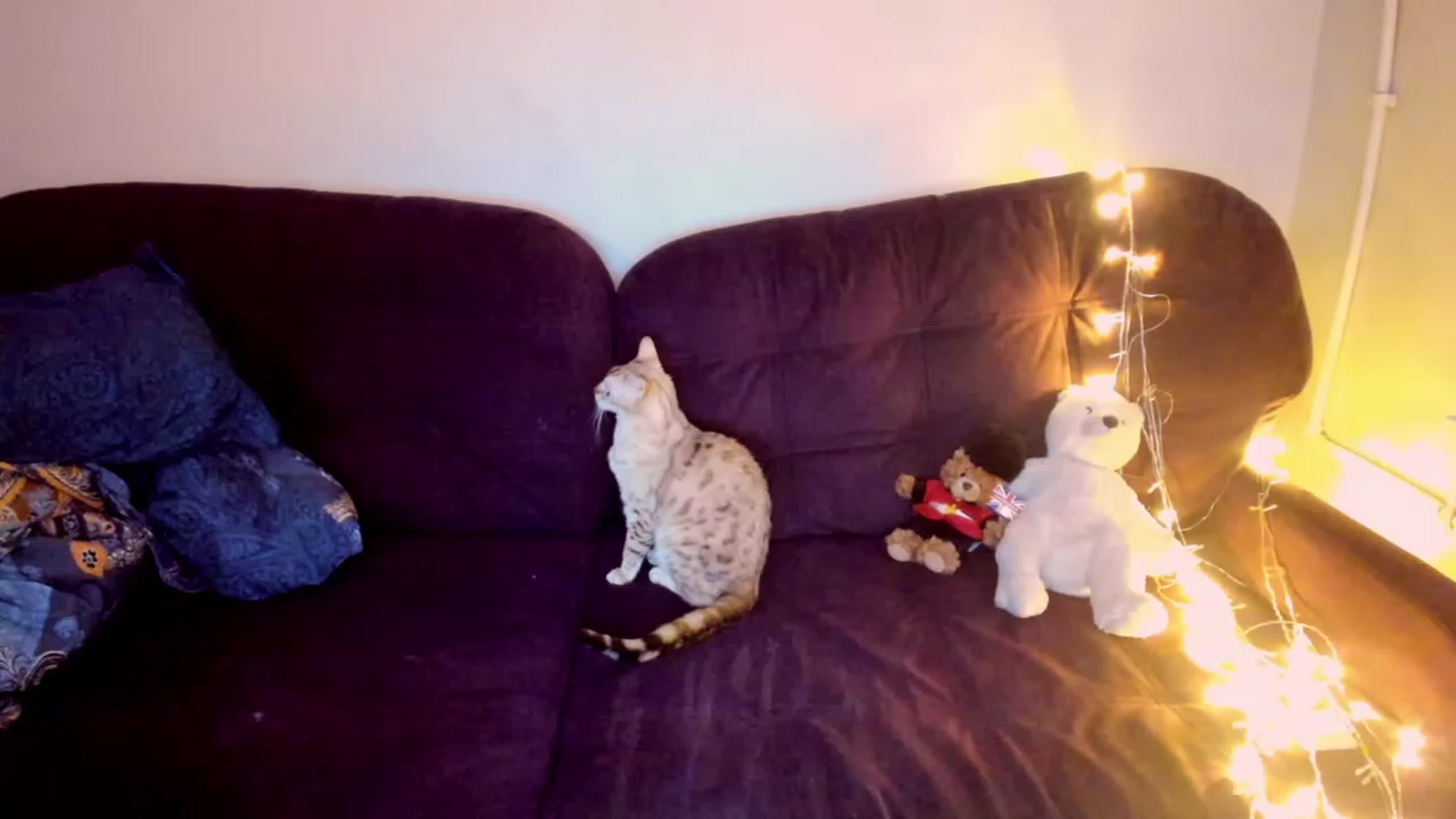 Gallery image thumbnail from LoreLaye1's myfreecams stream on, 11/27/2022, 12:24 image 6 of 20