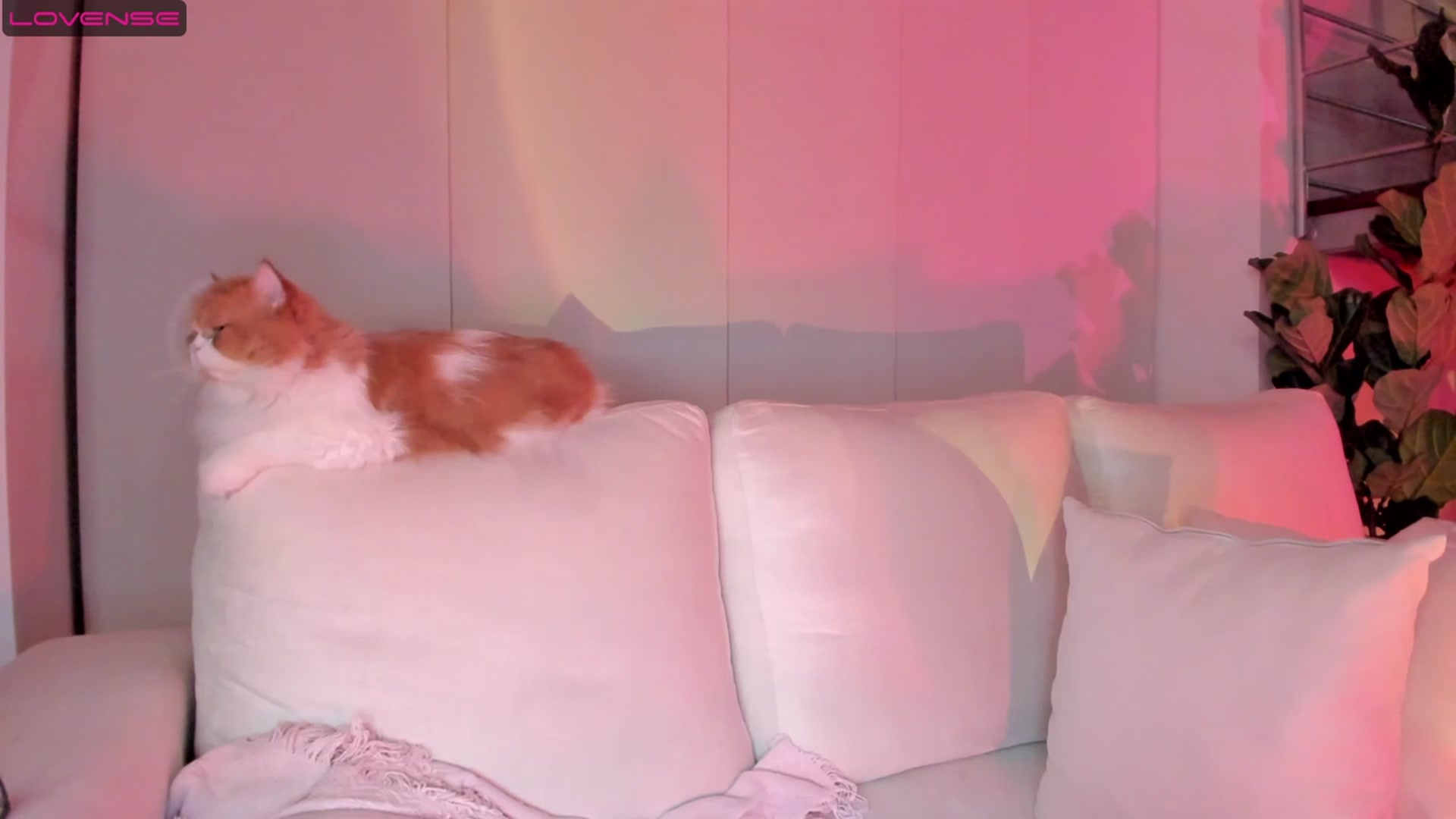 Gallery image thumbnail from Lore_23's myfreecams stream on, 07/16/2023, 09:08 image 19 of 20