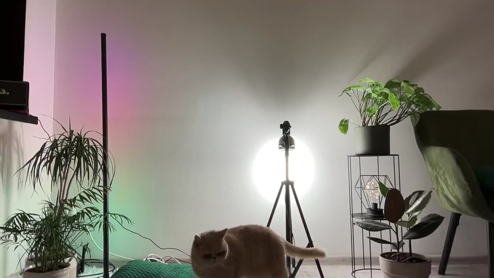 Gallery image thumbnail from LovelyBvnny's myfreecams stream on, 03/17/2024, 20:24 image 16 of 20