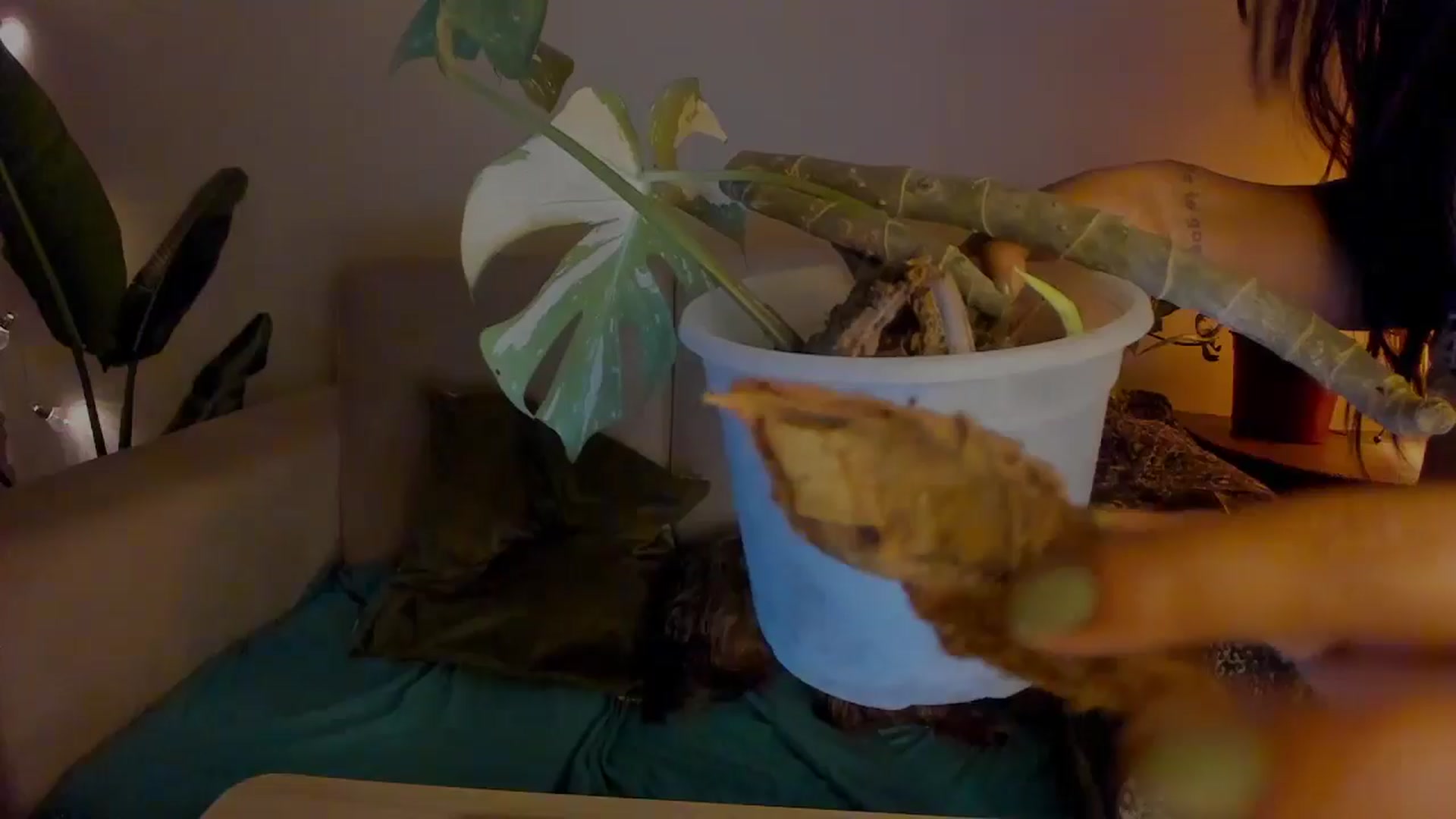 Gallery image thumbnail from Lucy_mar's myfreecams stream on, 01/14/2026, 03:01 image 1 of 20
