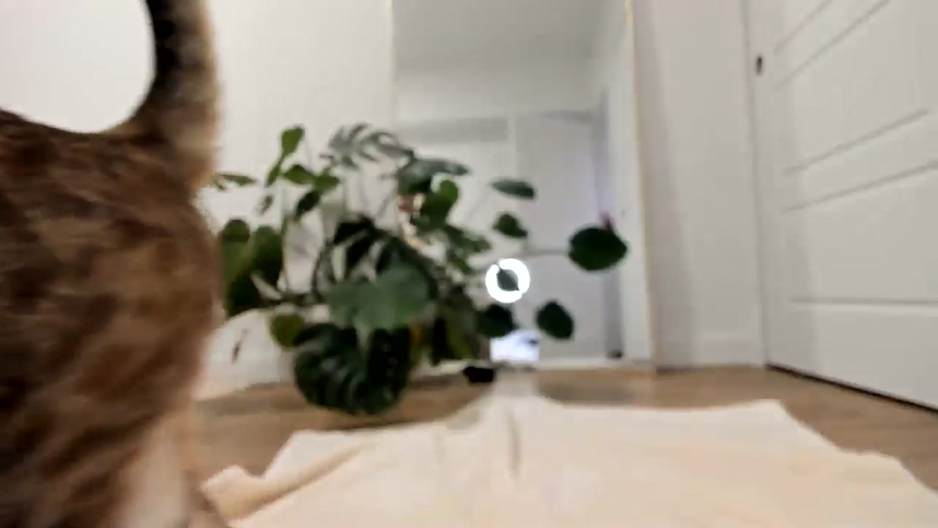 Gallery image thumbnail from LunaBanana's myfreecams stream on, 05/01/2025, 03:15 image 6 of 20