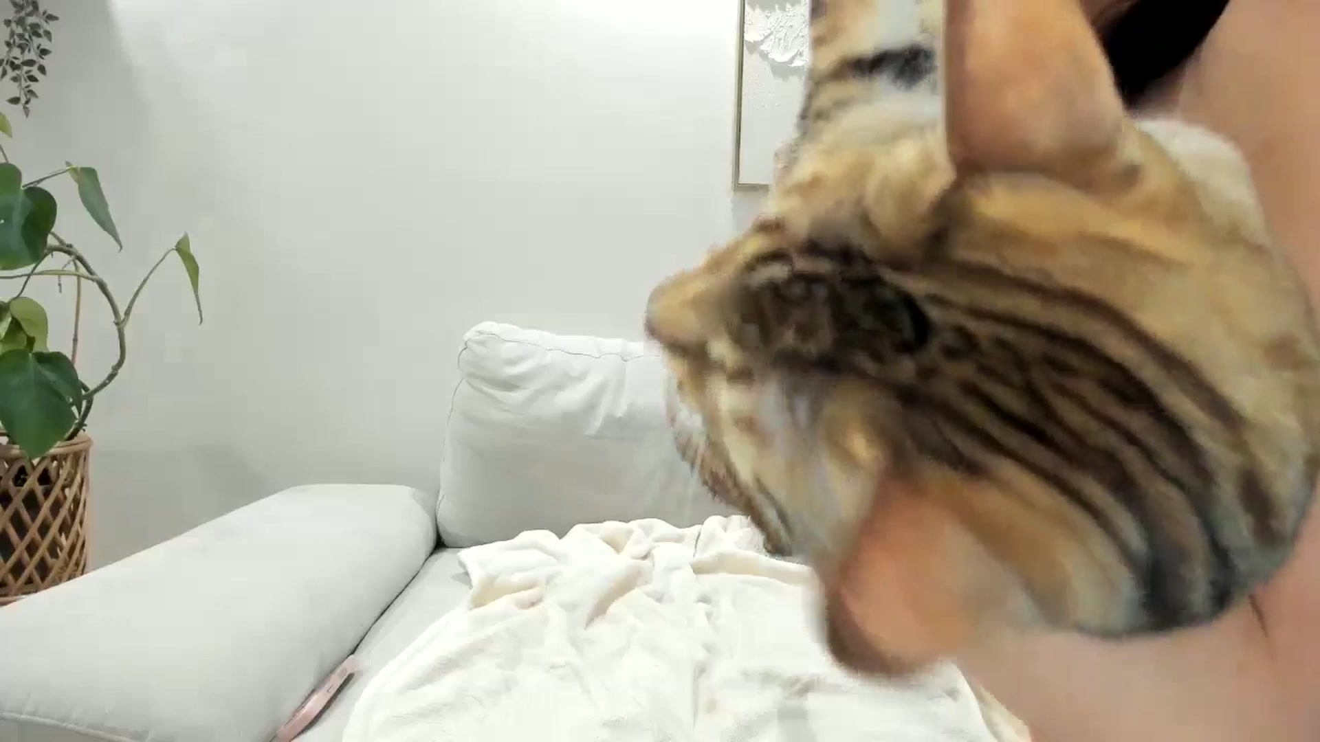 Gallery image thumbnail from LunaBanana's myfreecams stream on, 05/09/2025, 07:22 image 4 of 20