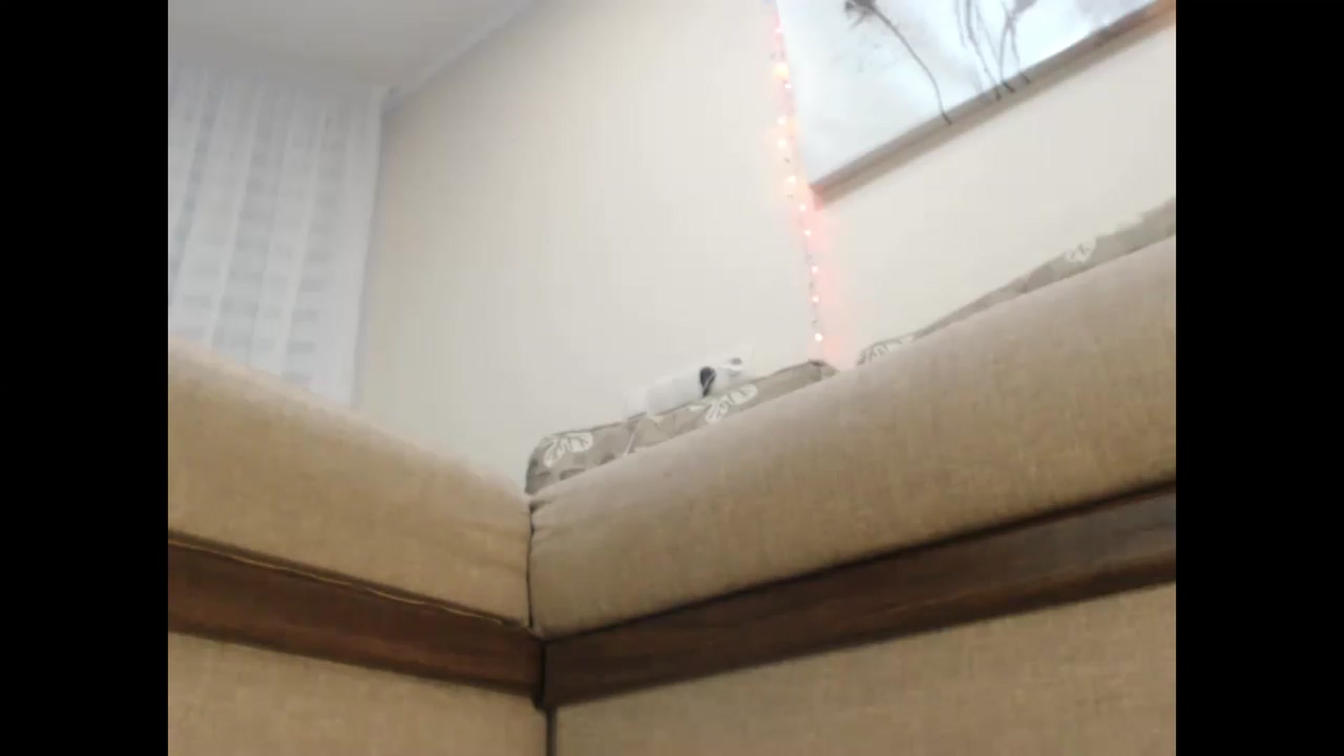 Gallery image thumbnail from LuvleeMelons's myfreecams stream on, 12/30/2022, 20:21 image 3 of 20