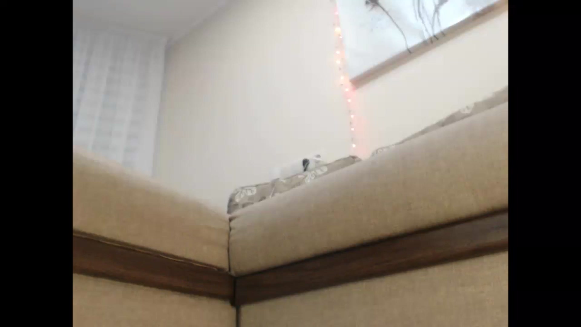 Gallery image thumbnail from LuvleeMelons's myfreecams stream on, 12/30/2022, 20:21 image 18 of 20
