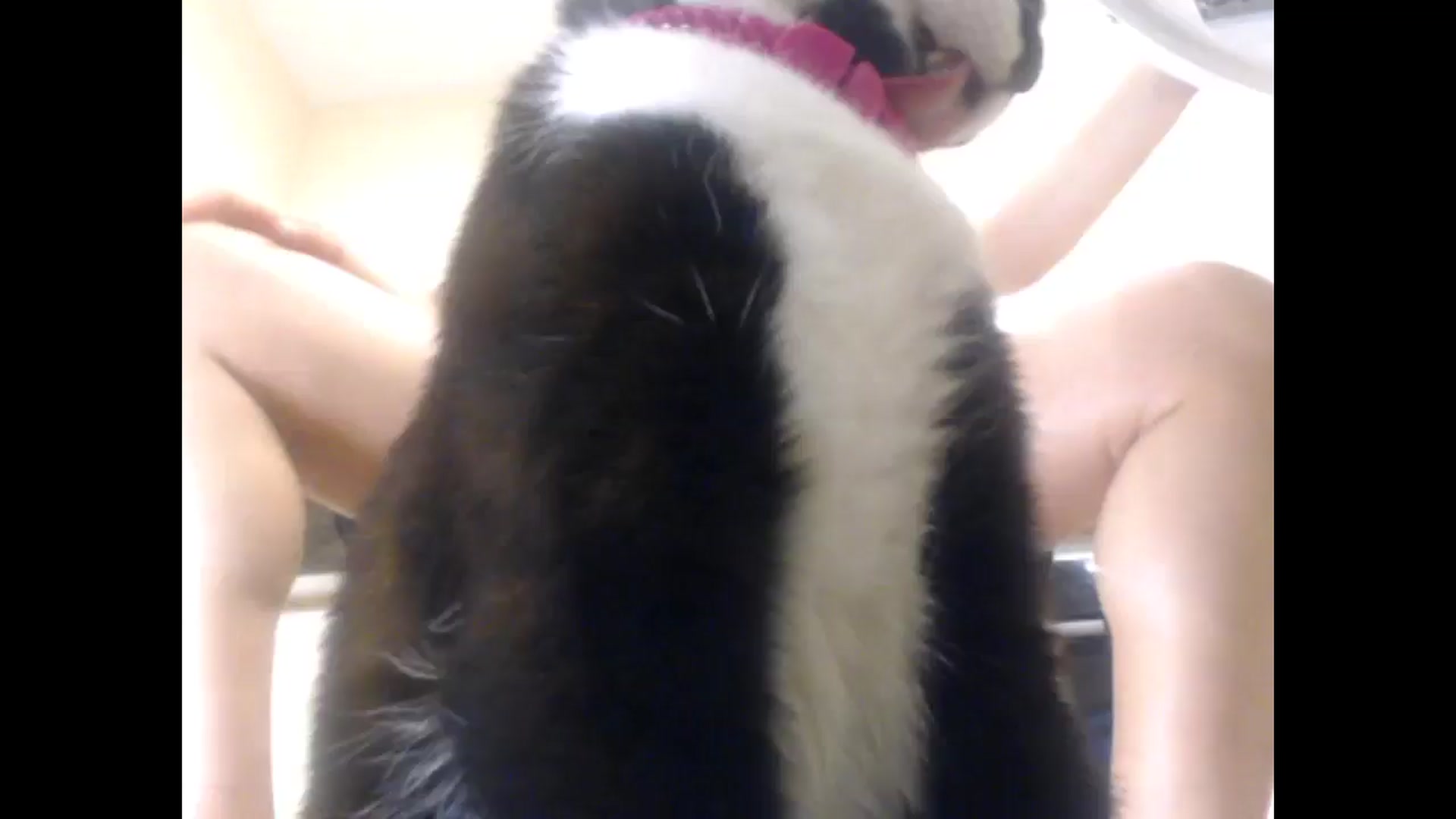 Gallery image thumbnail from LuvleeMelons's myfreecams stream on, 04/16/2025, 19:48 image 13 of 20