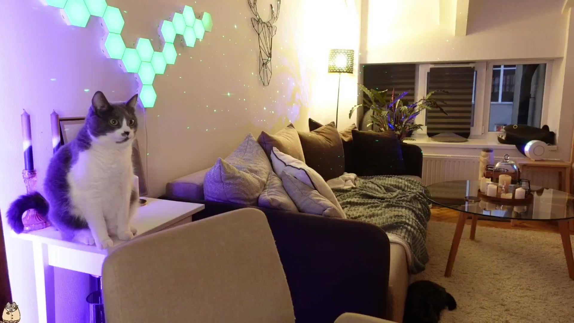 Gallery image thumbnail from Maddie's myfreecams stream on, 05/26/2024, 03:31 image 3 of 20