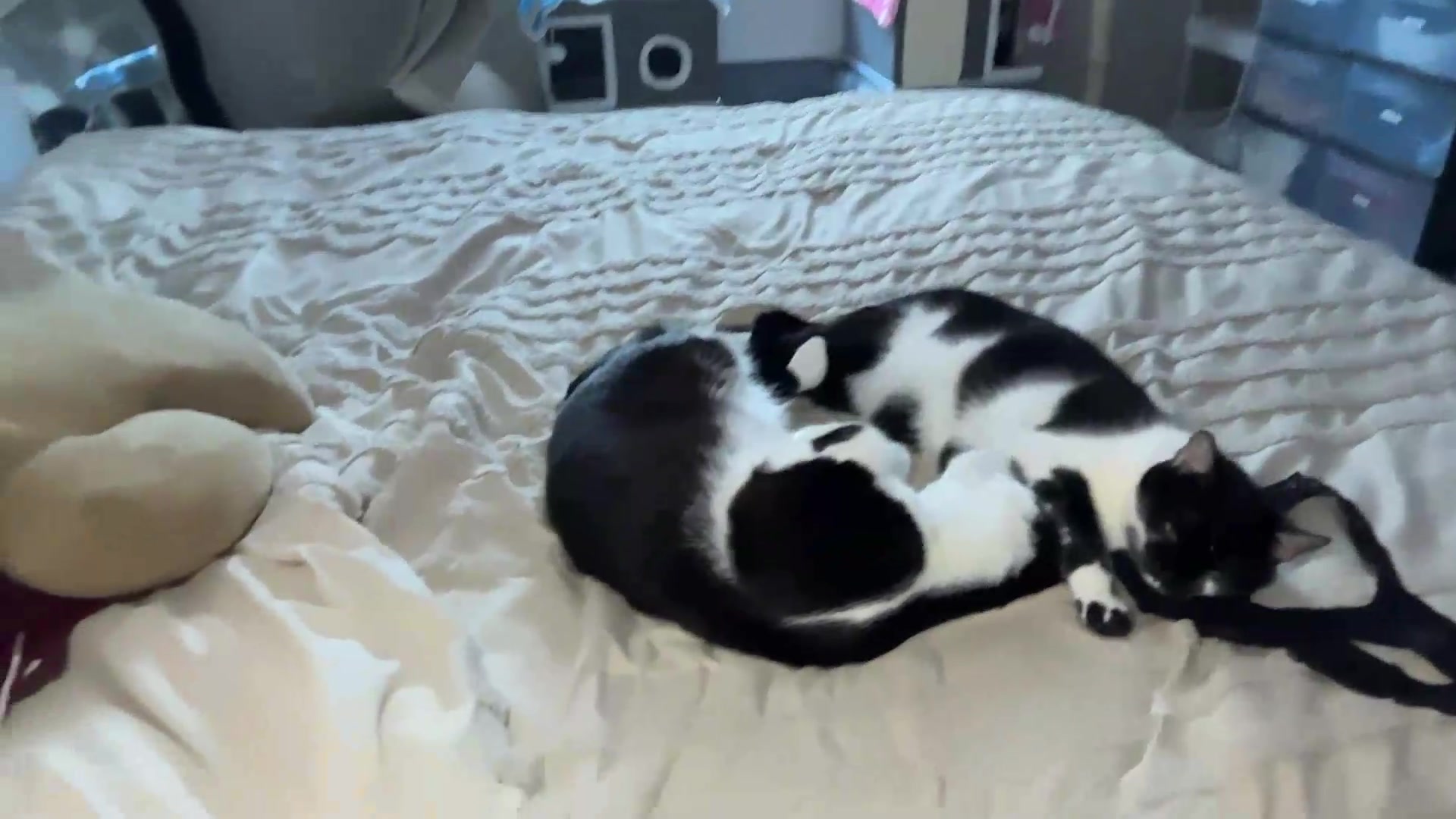 Gallery image thumbnail from Madisonfoxx69's myfreecams stream on, 08/30/2026, 20:13 image 19 of 20