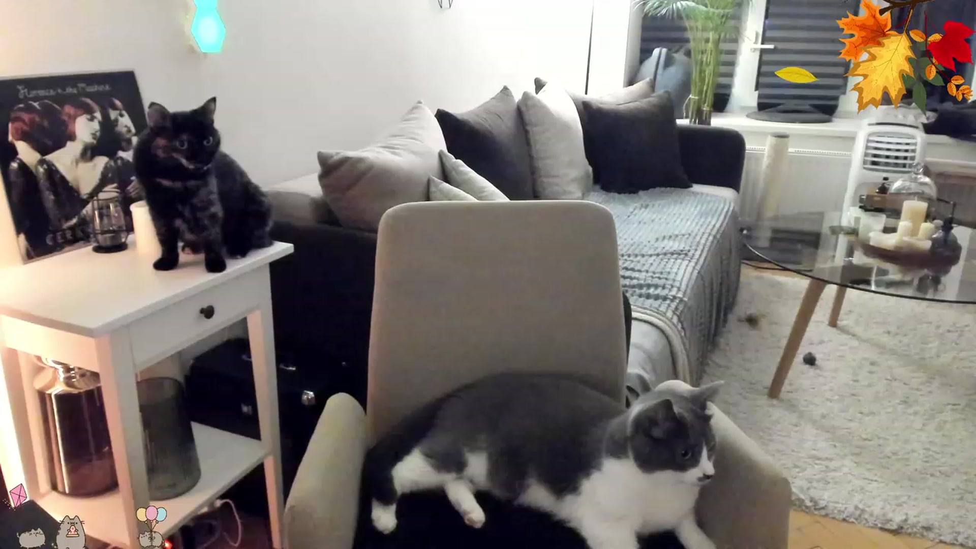 Gallery image thumbnail from Mads___'s myfreecams stream on, 09/16/2023, 02:11 image 17 of 20