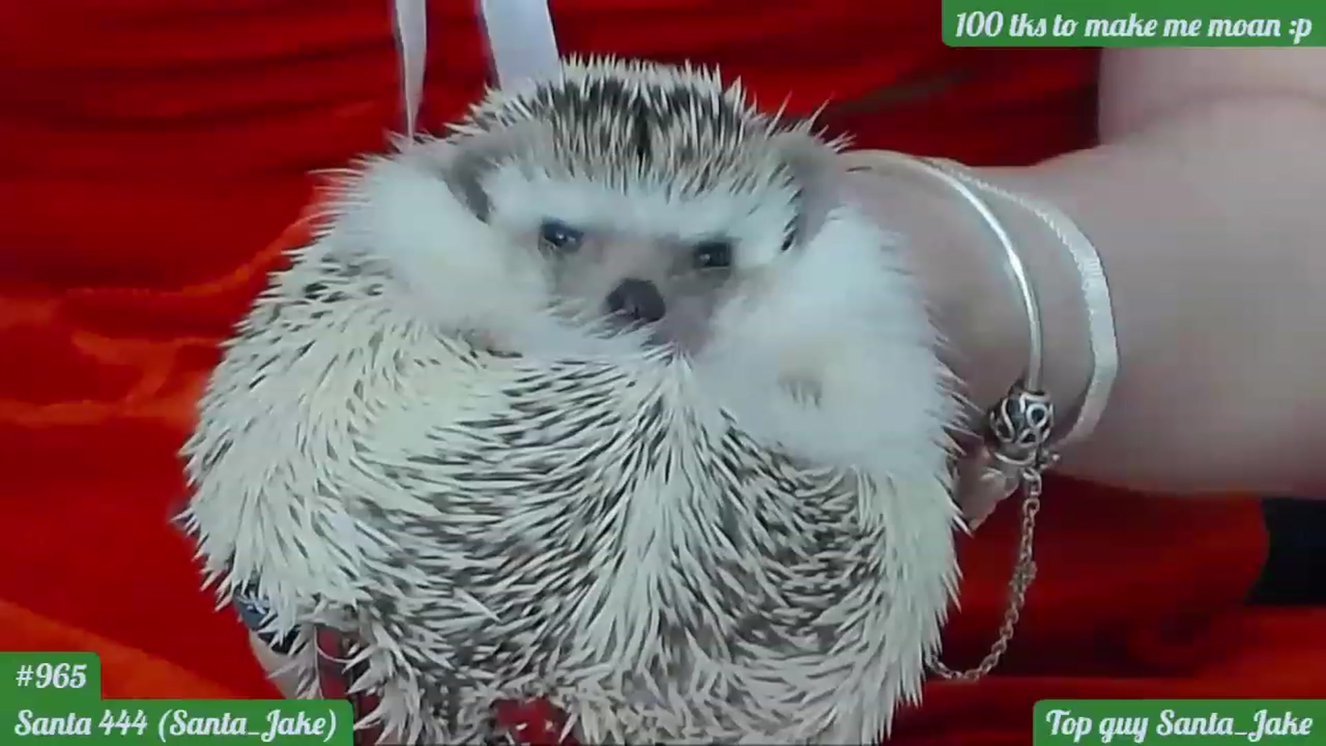 Gallery image thumbnail from MamaDragon's myfreecams stream on, 12/25/2022, 21:20 image 20 of 20