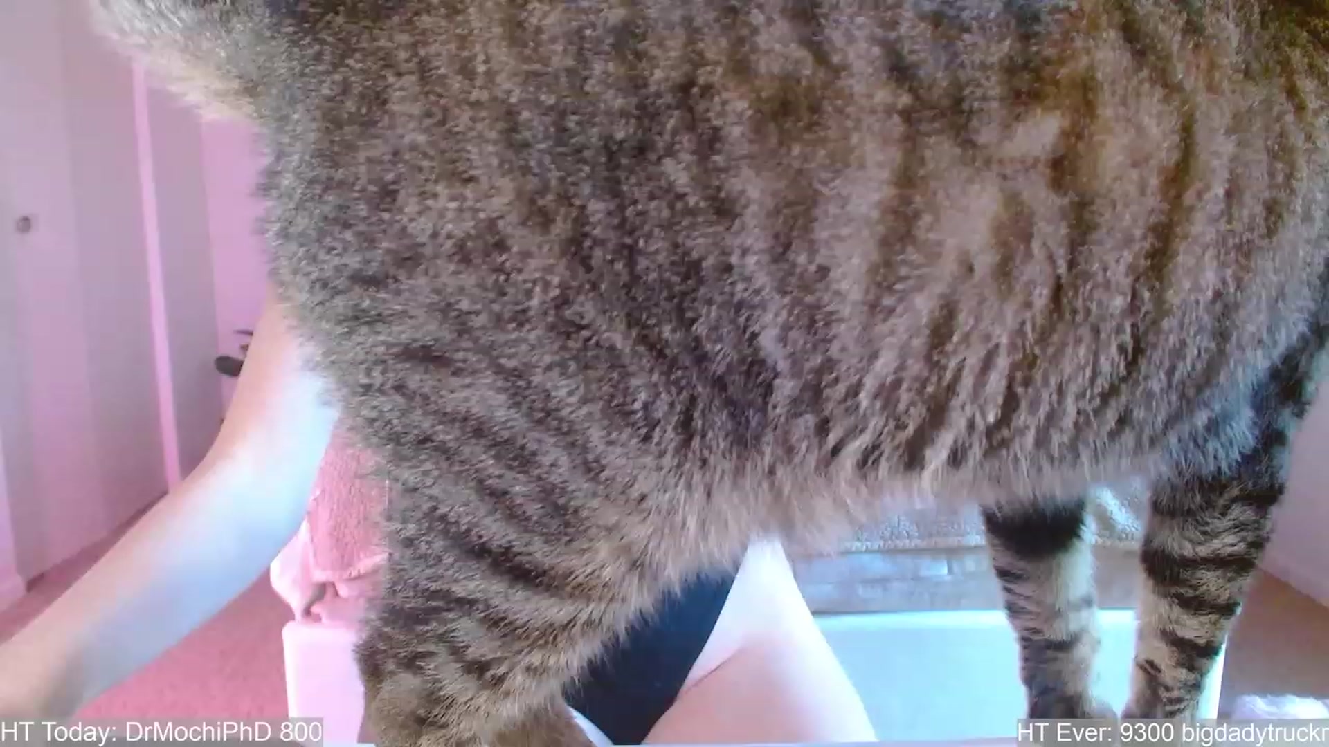 Gallery image thumbnail from MangoMae's myfreecams stream on, 08/19/2023, 22:00 image 10 of 20