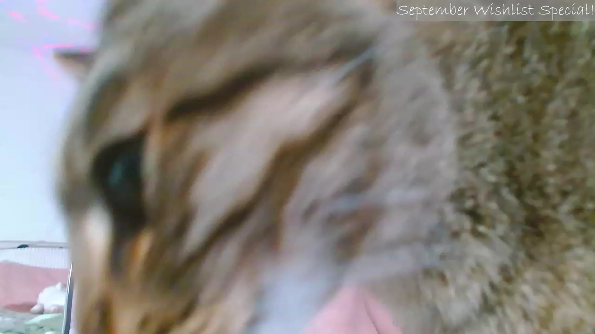 Gallery image thumbnail from MangoMae's myfreecams stream on, 09/11/2023, 23:04 image 20 of 20