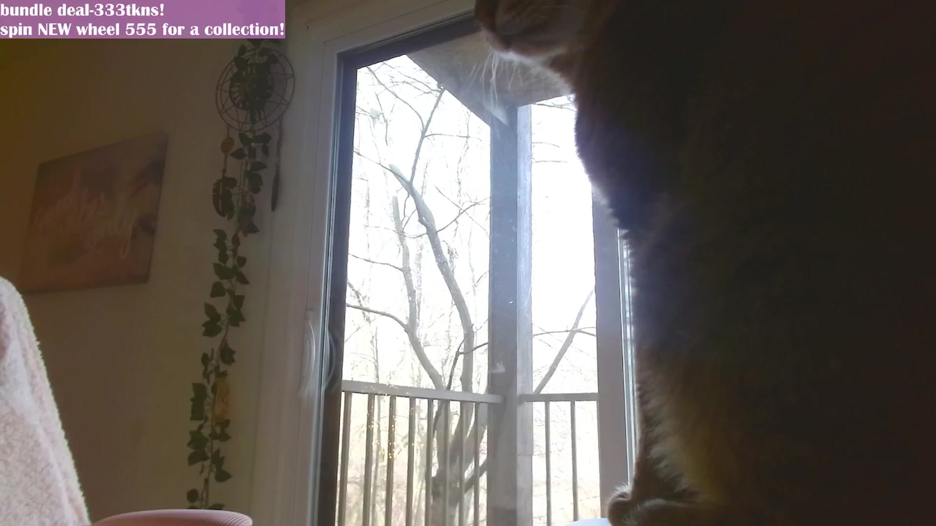 Gallery image thumbnail from MangoMae's myfreecams stream on, 02/25/2024, 19:38 image 4 of 20
