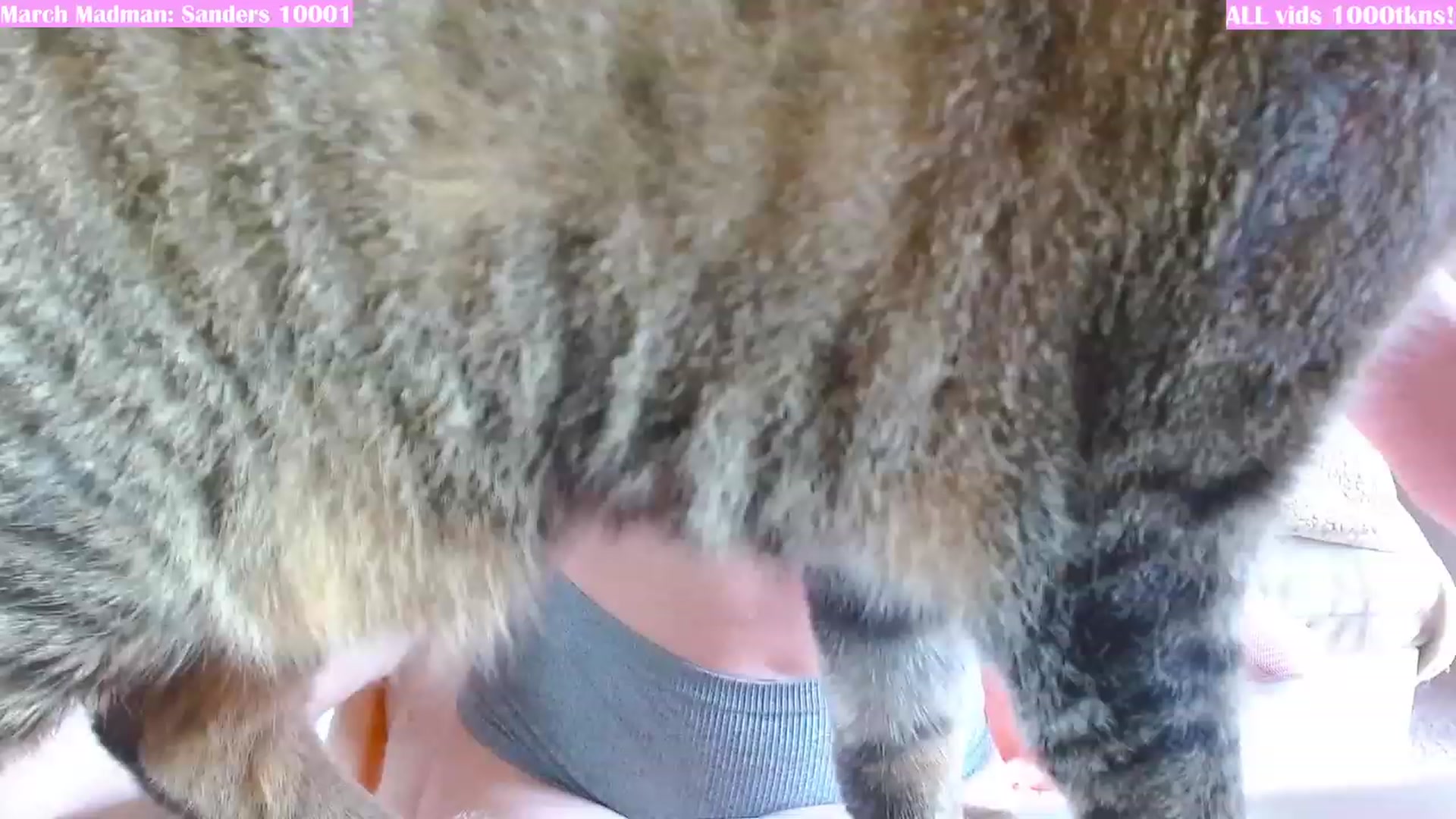 Gallery image thumbnail from MangoMae's myfreecams stream on, 03/16/2024, 18:34 image 14 of 20