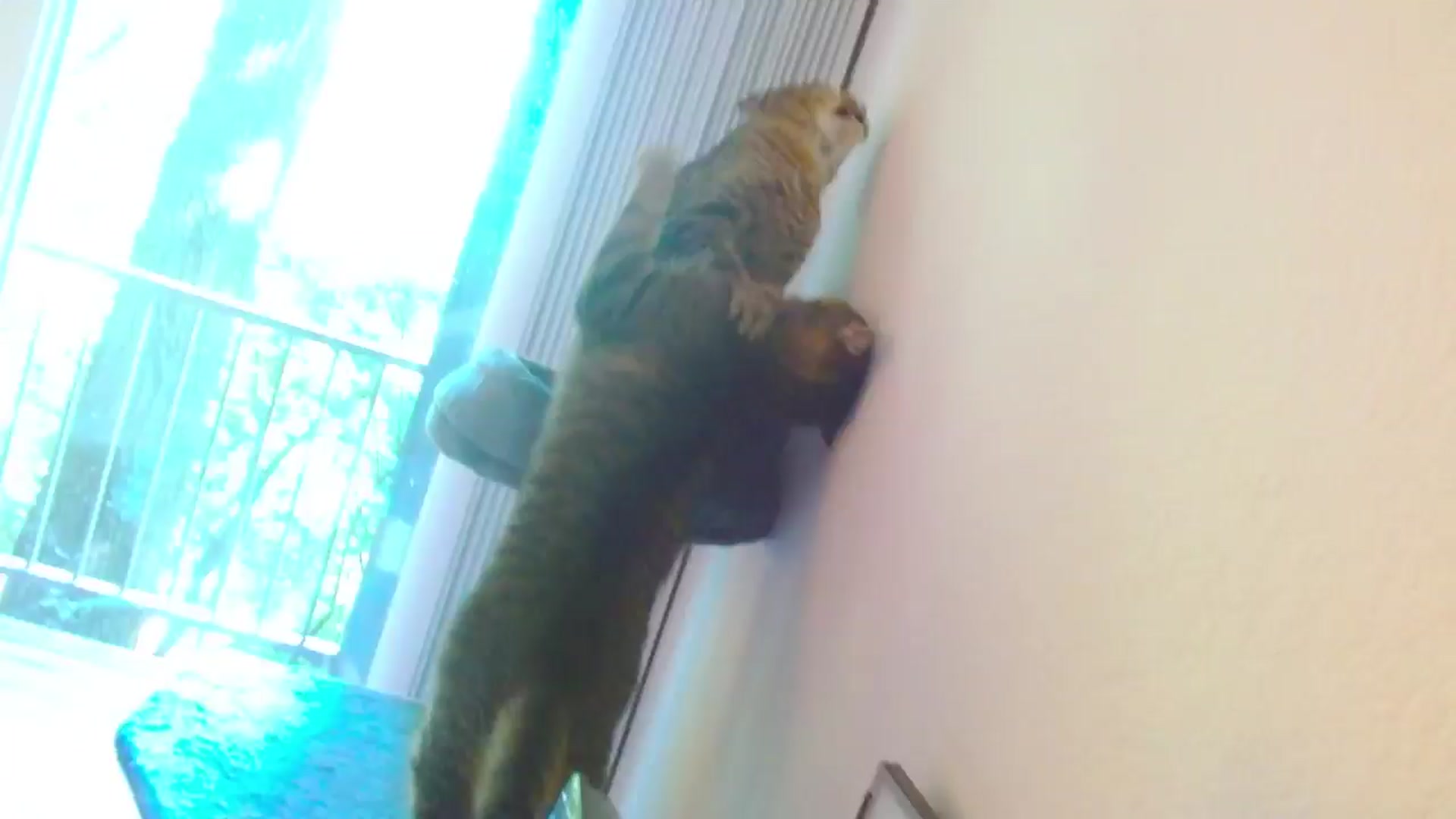 Gallery image thumbnail from MangoMae's myfreecams stream on, 08/03/2024, 16:29 image 1 of 20
