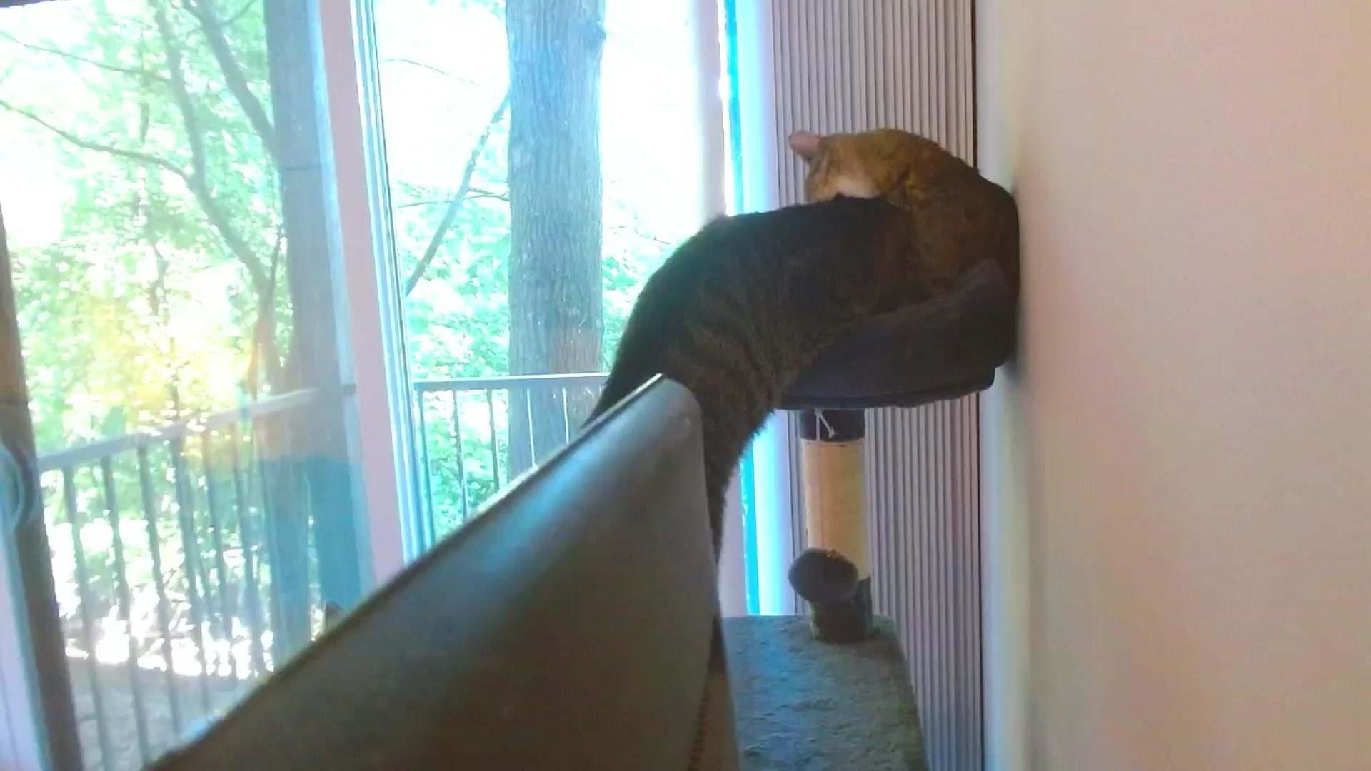 Gallery image thumbnail from MangoMae's myfreecams stream on, 08/31/2024, 21:38 image 13 of 20