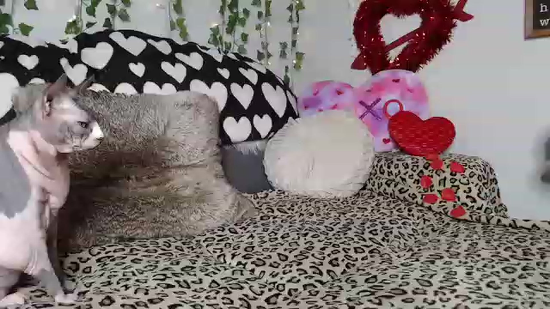Gallery image thumbnail from MariahKay's myfreecams stream on, 02/25/2023, 23:50 image 5 of 20