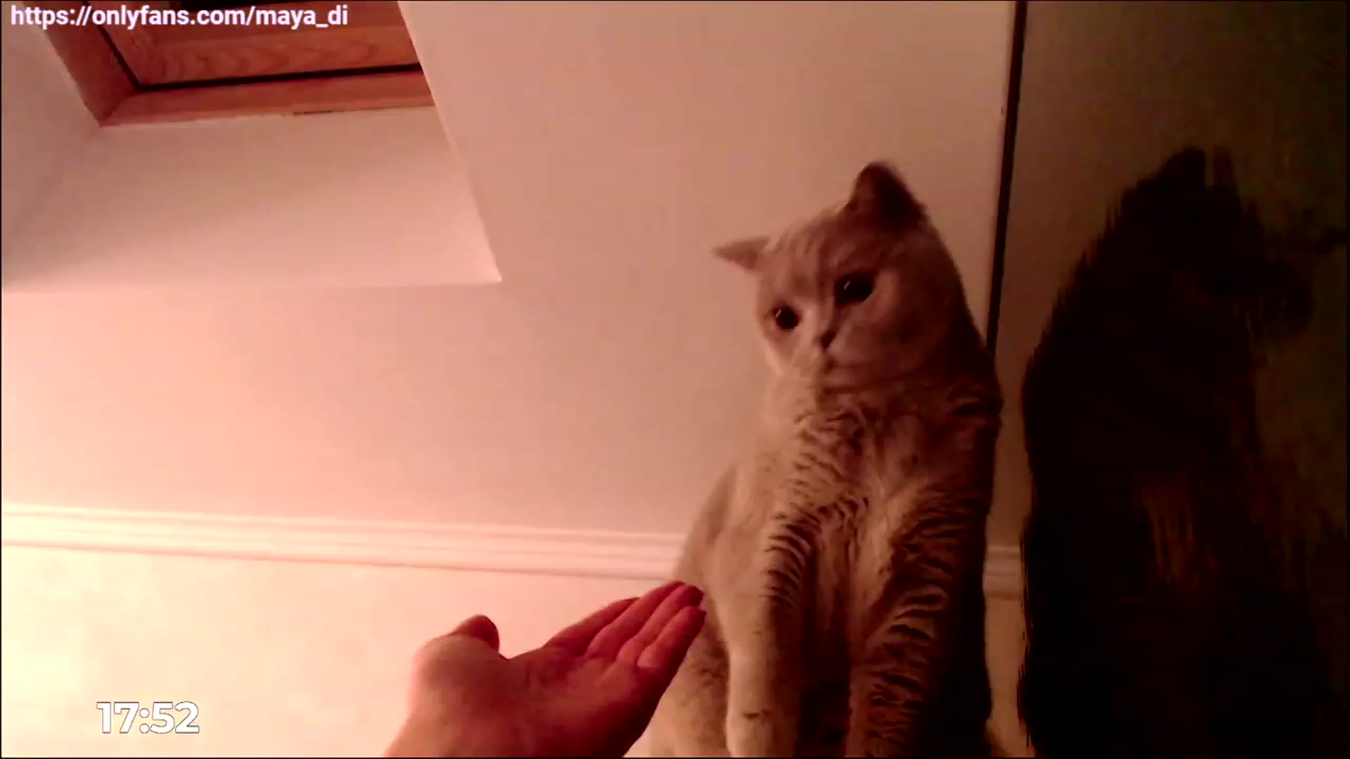 Gallery image thumbnail from Maya_Di's myfreecams stream on, 03/27/2023, 24:13 image 5 of 20