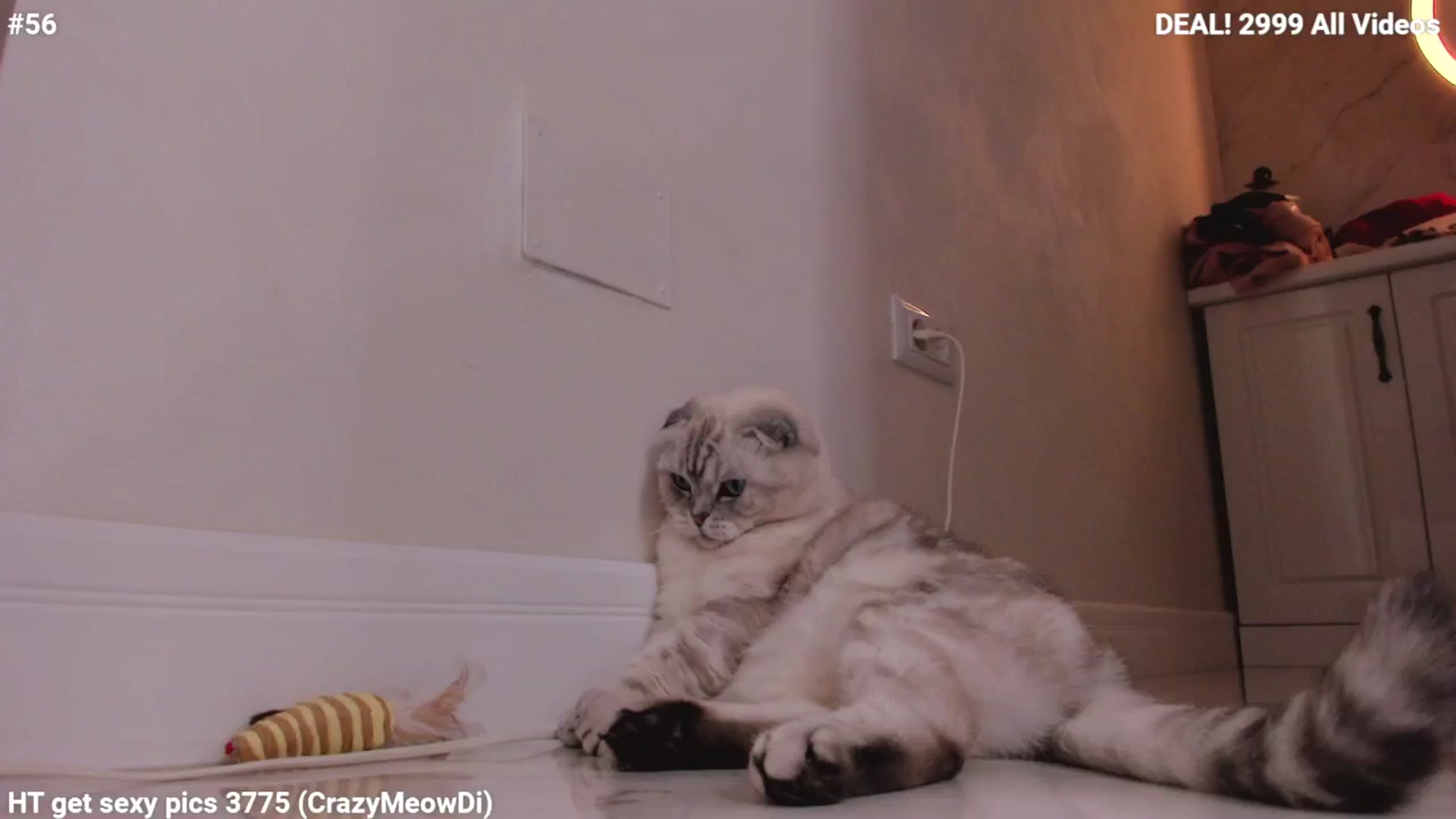 Gallery image thumbnail from Maya_Di's myfreecams stream on, 11/28/2024, 24:07 image 14 of 20
