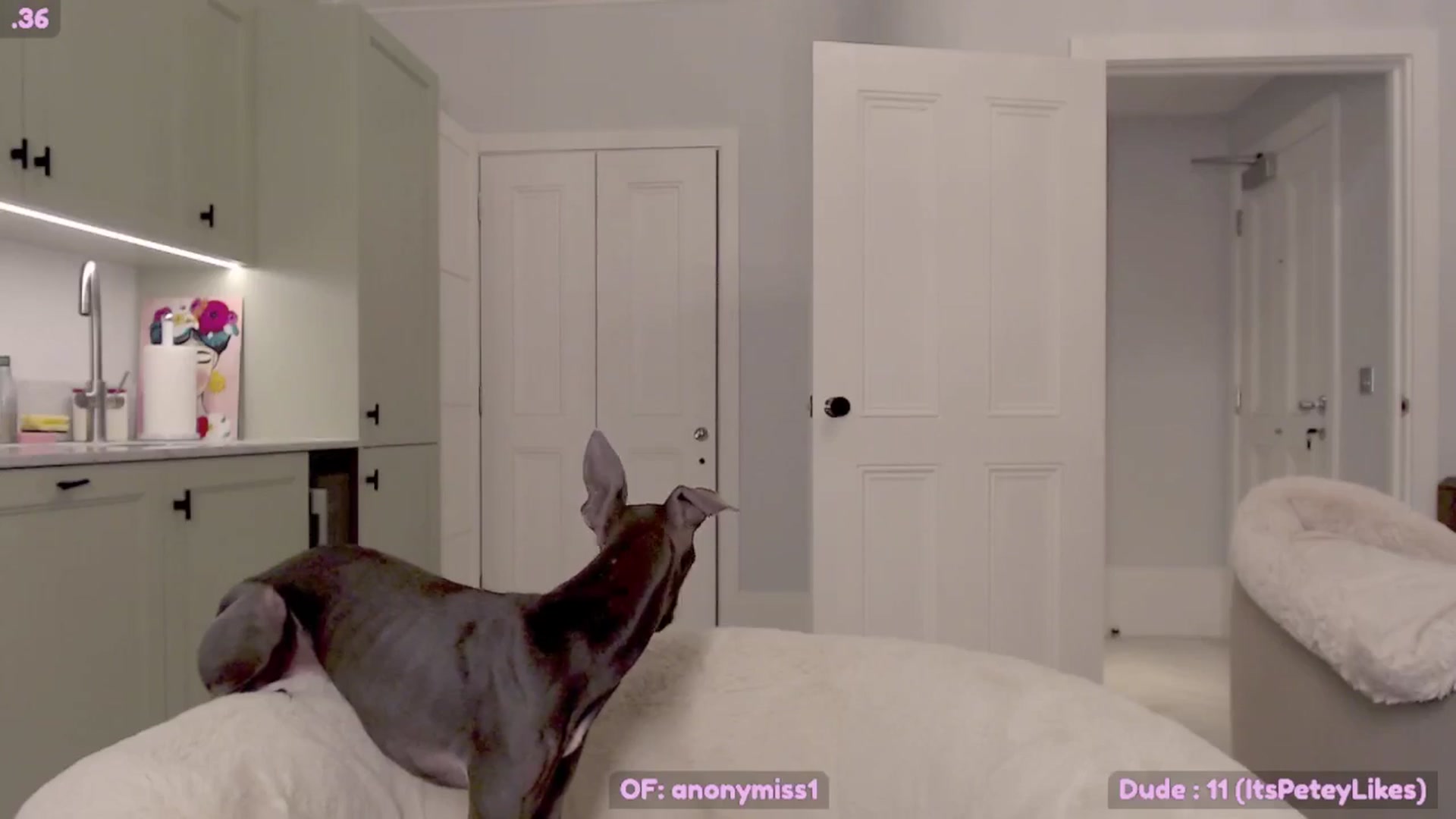 Gallery image thumbnail from Maze__'s myfreecams stream on, 11/25/2024, 23:09 image 17 of 20