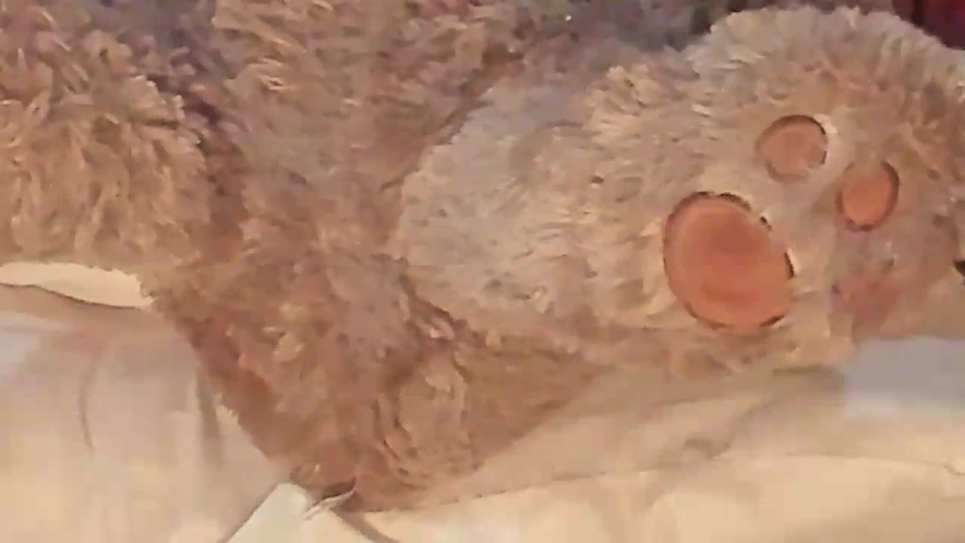 Gallery image thumbnail from Meganmoore_'s myfreecams stream on, 08/25/2026, 01:20 image 15 of 20