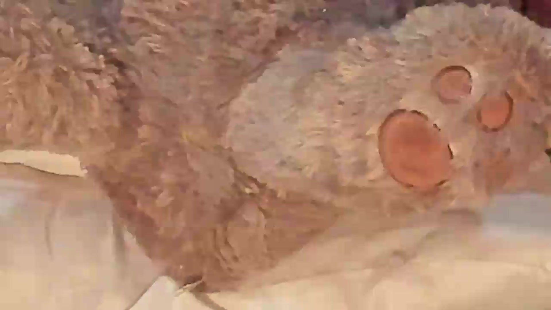 Gallery image thumbnail from Meganmoore_'s myfreecams stream on, 08/25/2026, 01:20 image 14 of 20