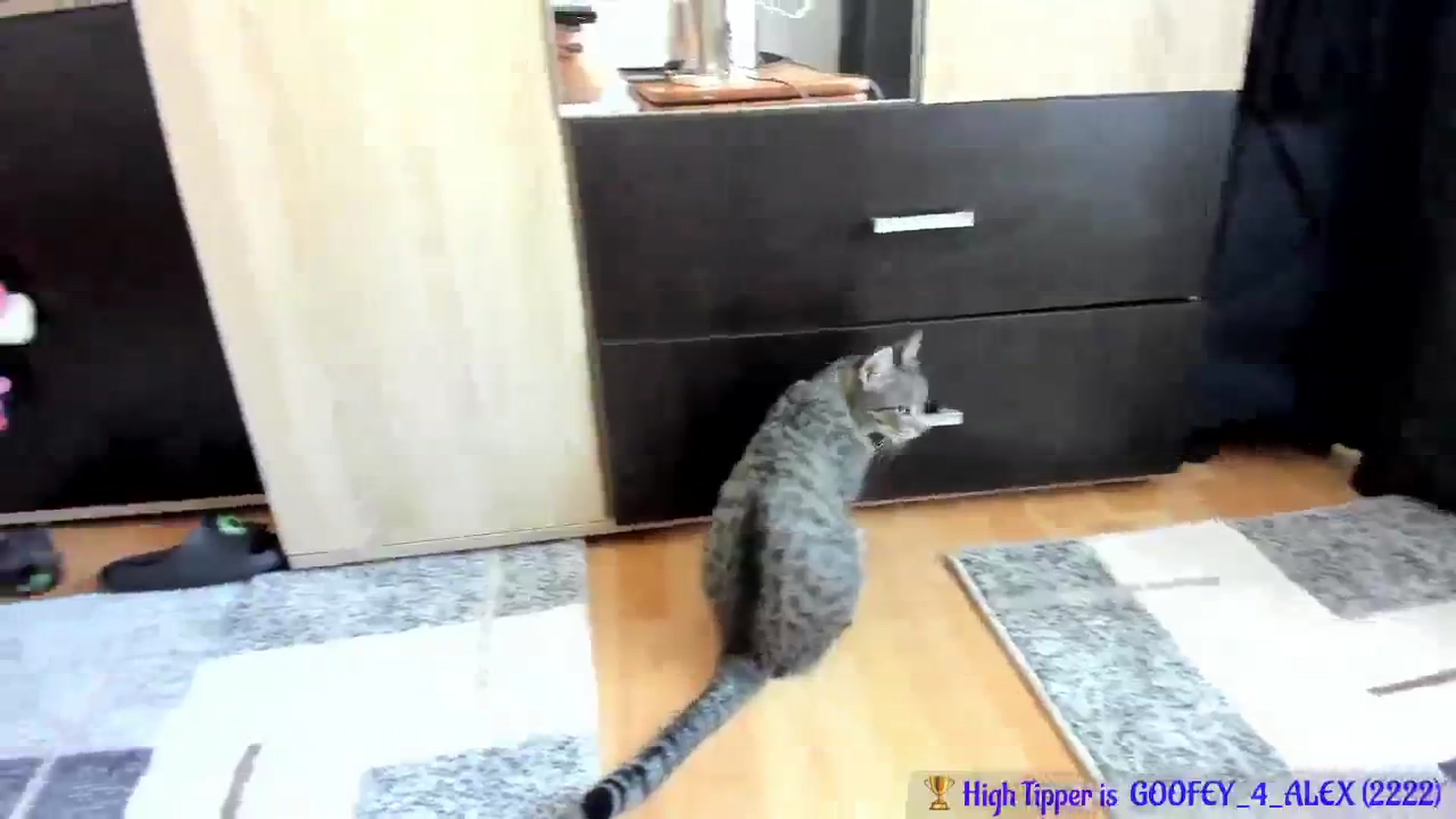 Gallery image thumbnail from Mighty_Alex's myfreecams stream on, 08/24/2024, 14:14 image 16 of 20