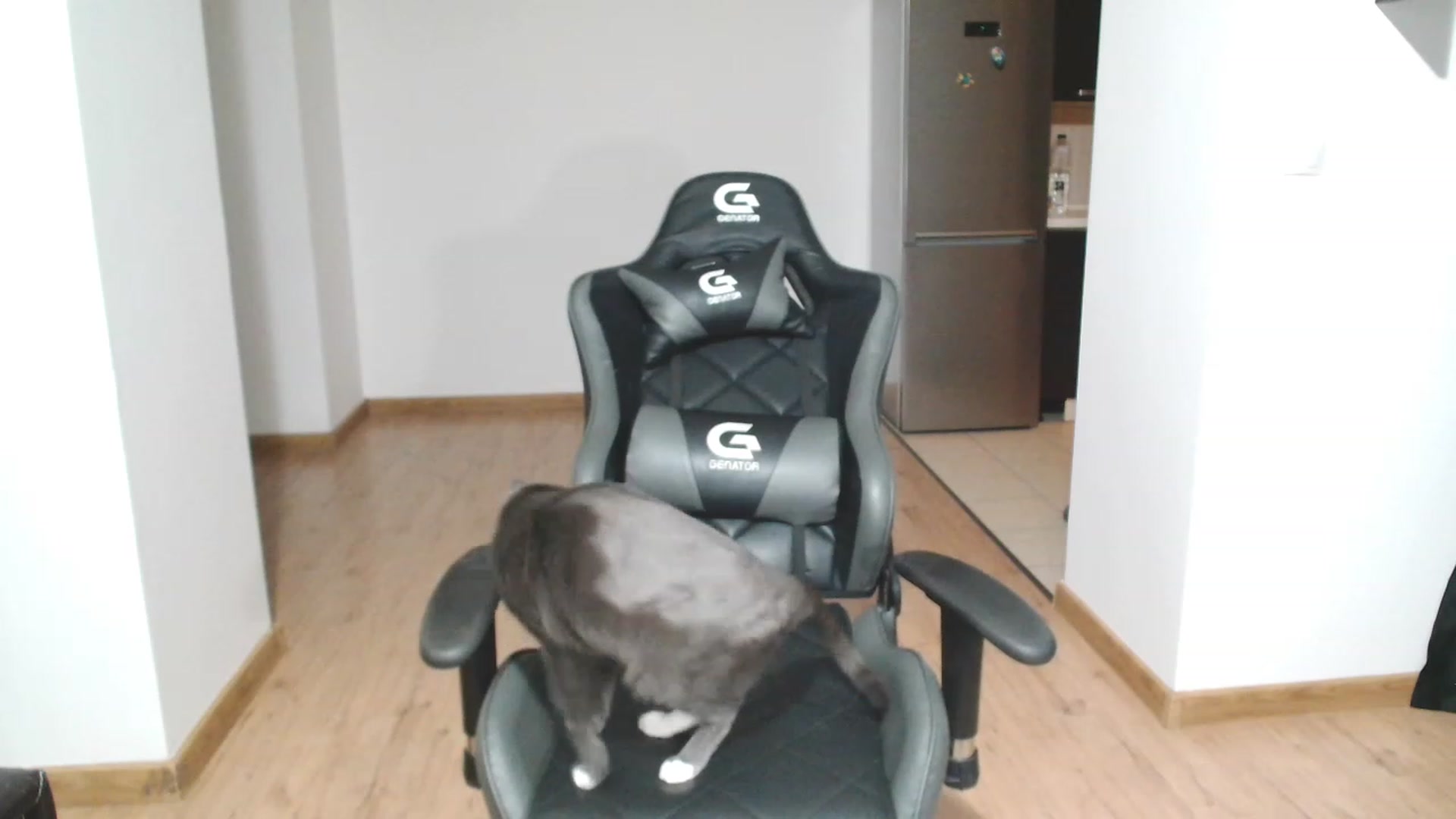 Gallery image thumbnail from MissAlice132's myfreecams stream on, 04/16/2023, 23:48 image 10 of 20