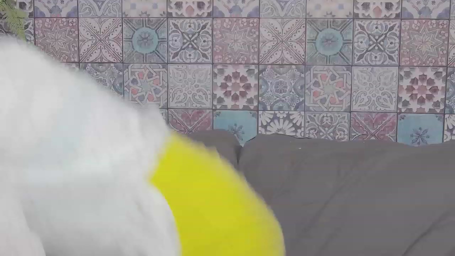 Gallery image thumbnail from MissAracely's myfreecams stream on, 05/21/2023, 23:32 image 1 of 20