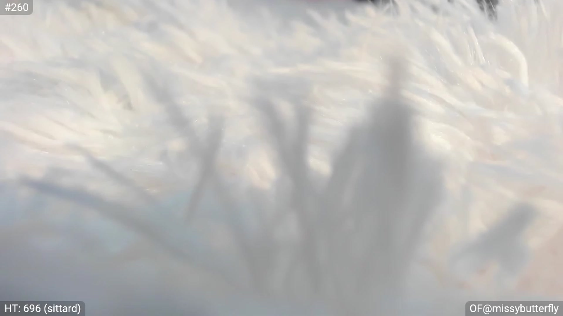 Gallery image thumbnail from MissButterfly's myfreecams stream on, 12/01/2022, 03:16 image 11 of 20