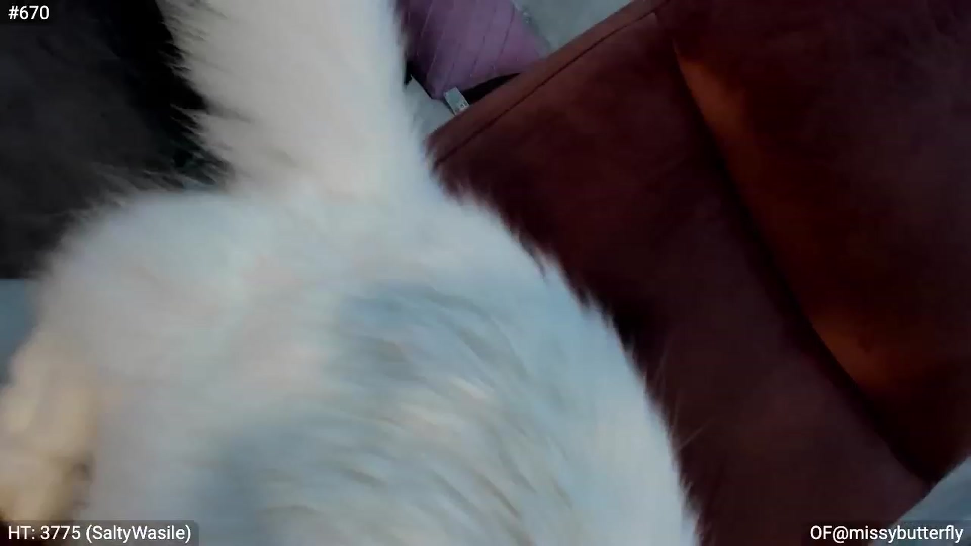 Gallery image thumbnail from MissButterfly's myfreecams stream on, 02/16/2023, 04:33 image 2 of 20