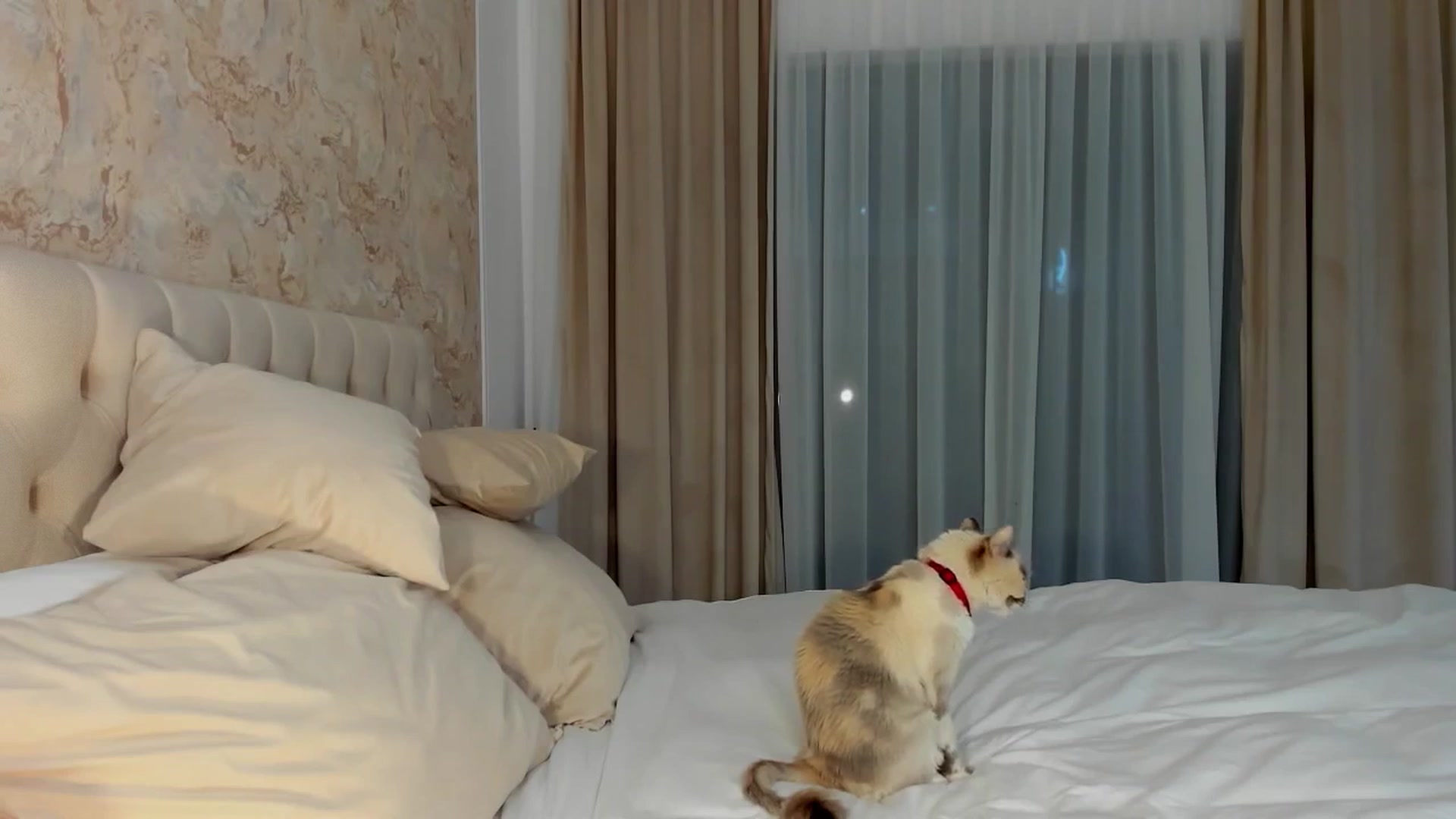 Gallery image thumbnail from MissButterfly's myfreecams stream on, 06/20/2025, 02:53 image 12 of 20