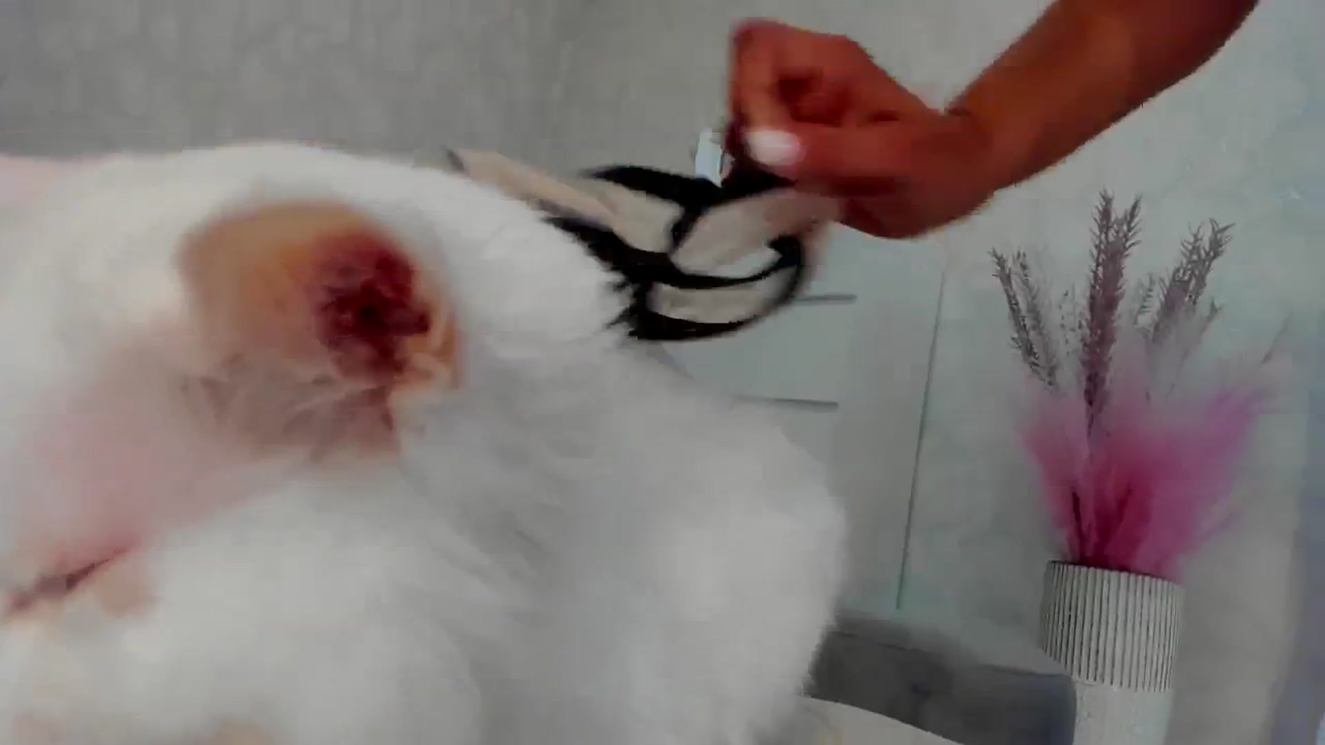 Gallery image thumbnail from MissButterfly's myfreecams stream on, 07/18/2025, 24:16 image 9 of 20