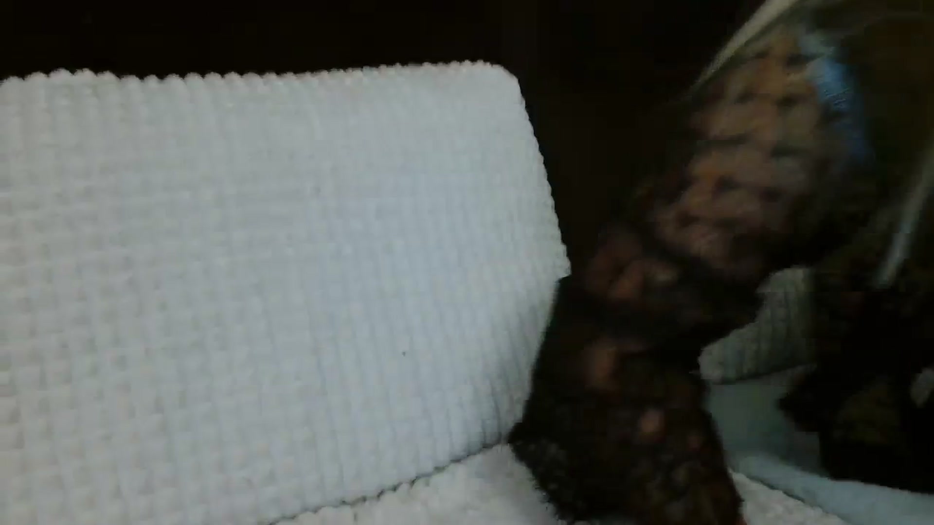 Gallery image thumbnail from MissDafina's myfreecams stream on, 11/21/2023, 11:55 image 6 of 20