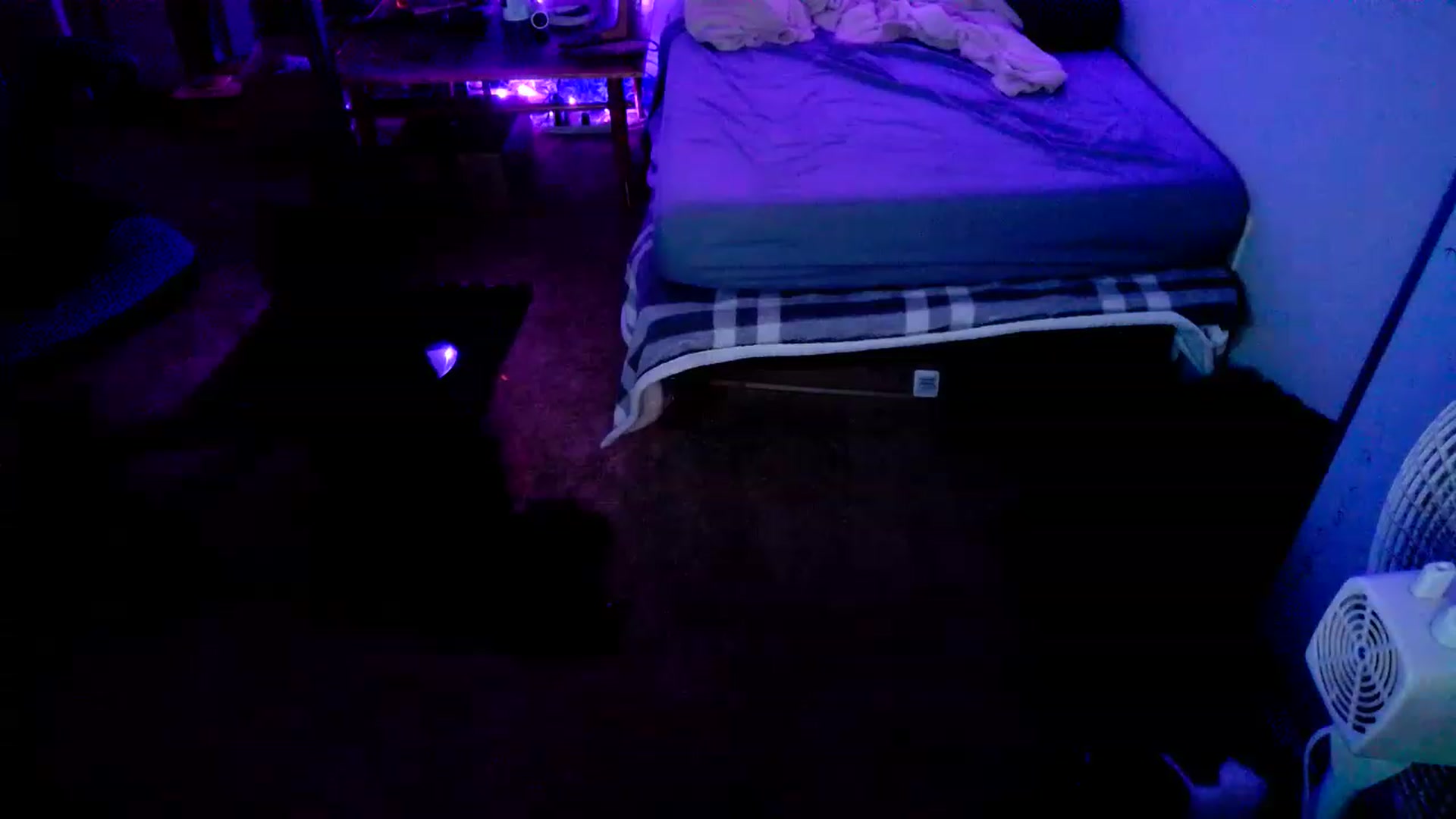 Gallery image thumbnail from MissDaliah's myfreecams stream on, 12/25/2022, 10:47 image 5 of 20