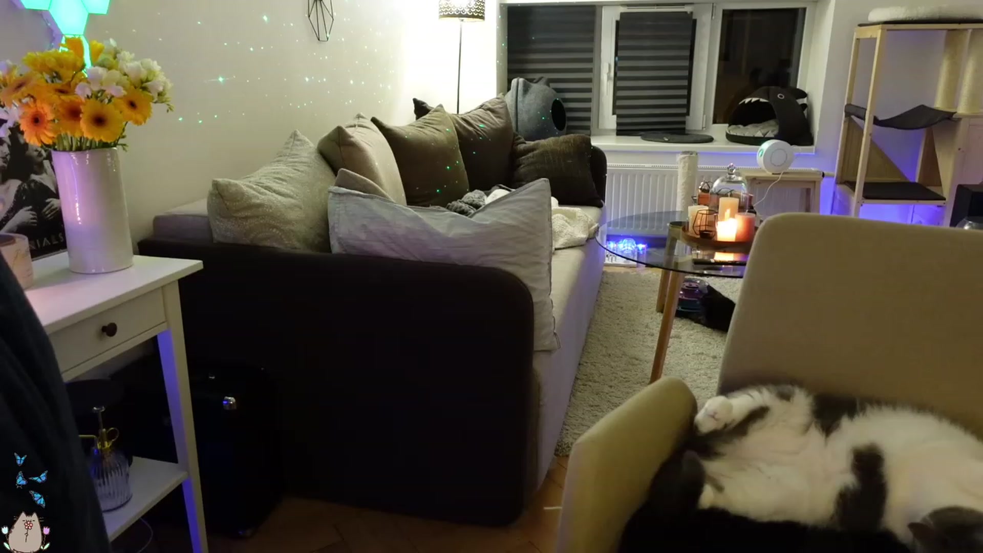 Gallery image thumbnail from MissMaddies's myfreecams stream on, 05/21/2023, 01:52 image 15 of 20