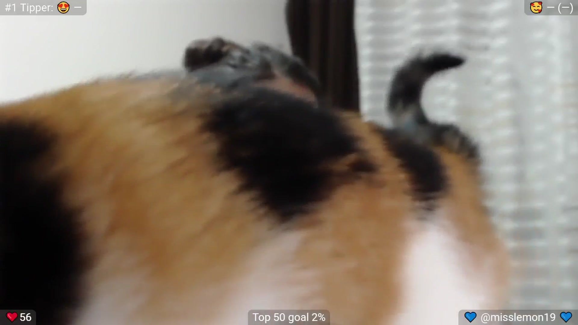 Gallery image thumbnail from MissReno's myfreecams stream on, 07/24/2025, 20:47 image 3 of 20