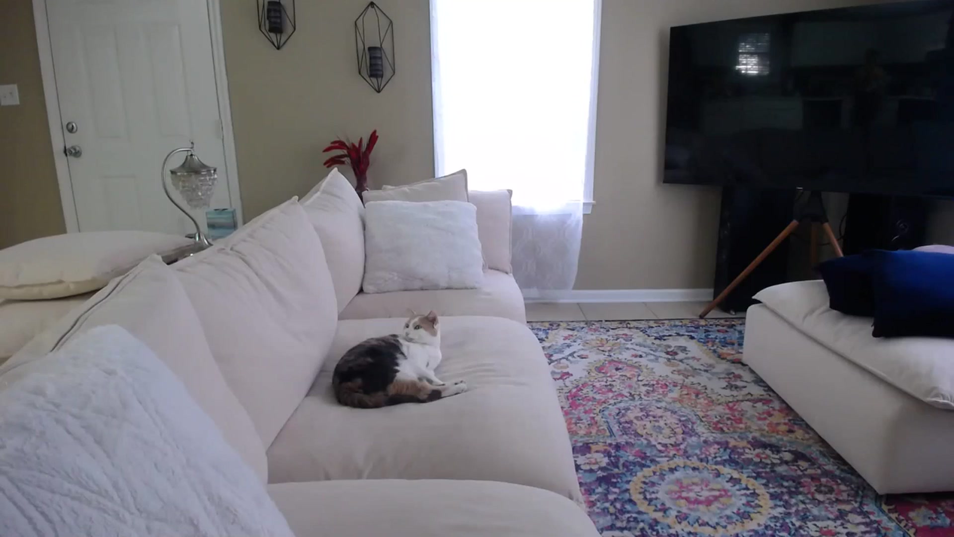 Gallery image thumbnail from MissSadieB's myfreecams stream on, 09/18/2023, 20:15 image 9 of 20
