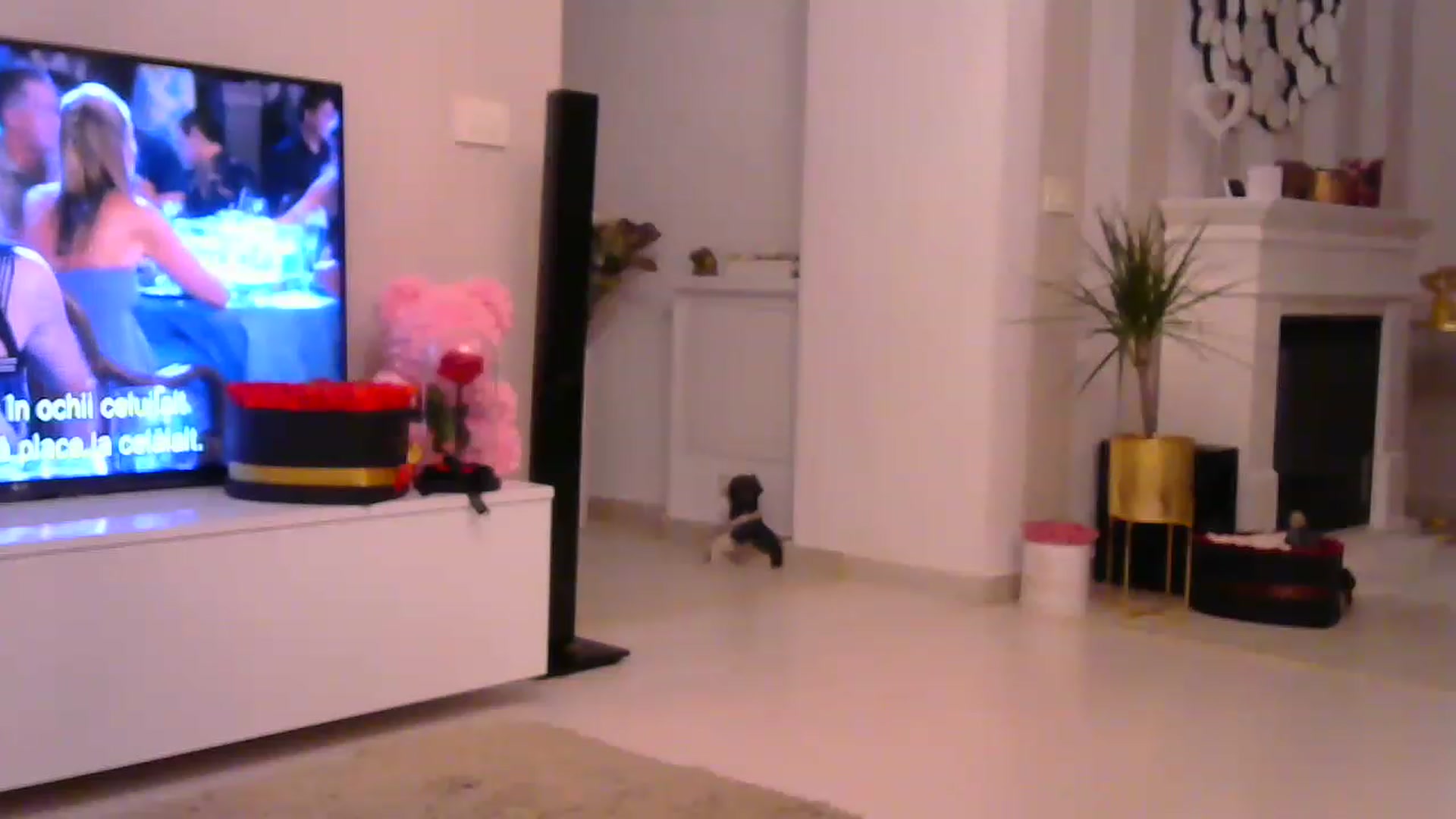 Gallery image thumbnail from Missy_alena's myfreecams stream on, 01/26/2023, 24:40 image 8 of 20
