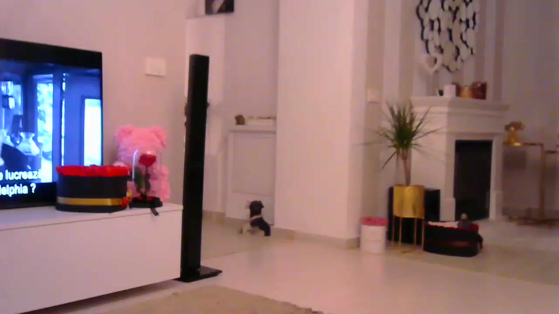 Gallery image thumbnail from Missy_alena's myfreecams stream on, 02/12/2023, 03:38 image 1 of 20