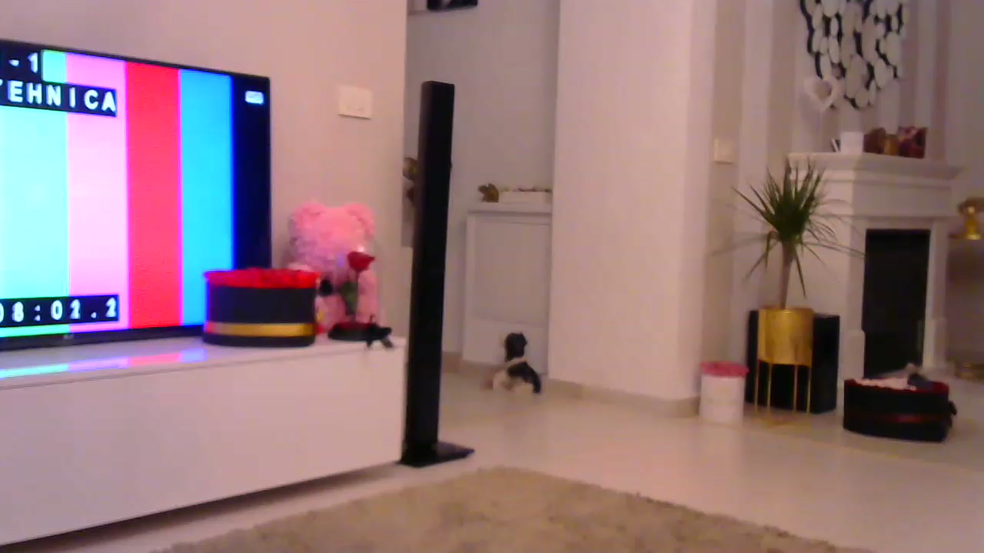 Gallery image thumbnail from Missy_alena's myfreecams stream on, 02/21/2023, 24:41 image 7 of 20