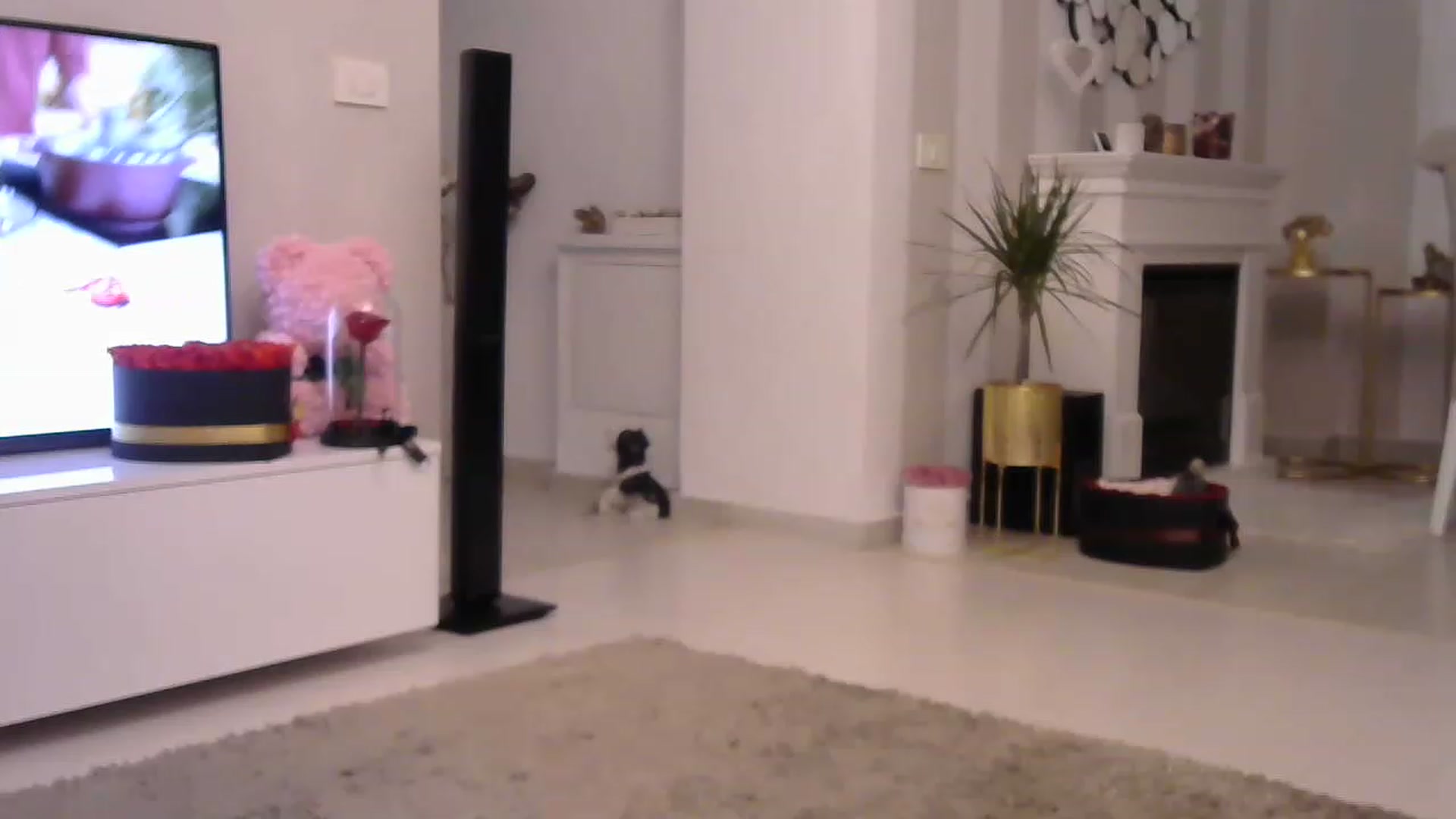 Gallery image thumbnail from Missy_alena's myfreecams stream on, 03/16/2023, 02:41 image 20 of 20