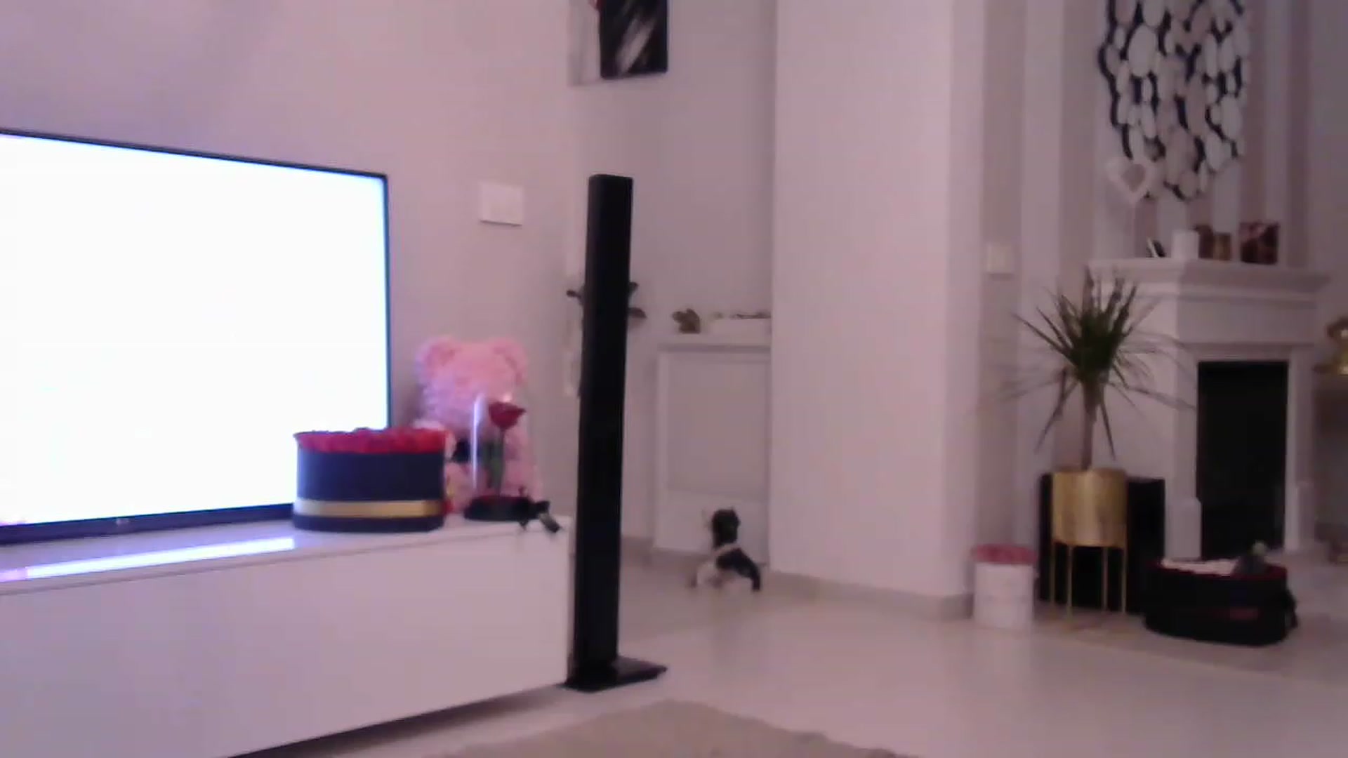 Gallery image thumbnail from Missy_alena's myfreecams stream on, 03/20/2023, 02:49 image 7 of 20
